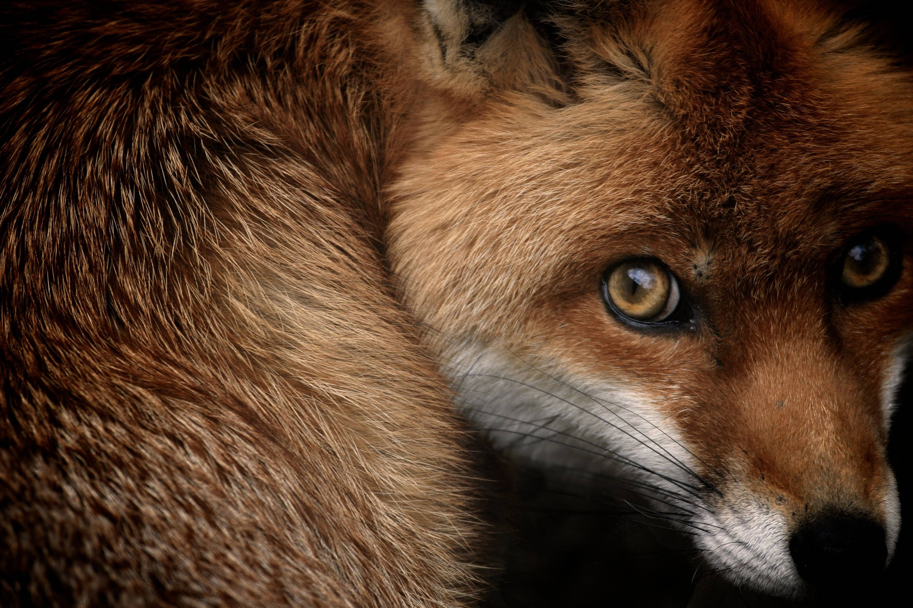 National Geographic, red fox, amber eyes, 2K Desktop Wallpaper