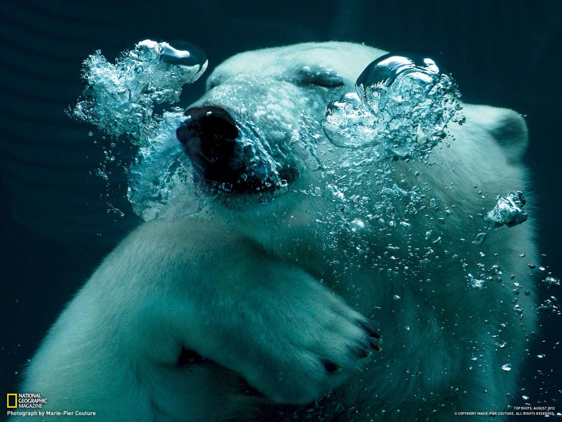 National Geographic, polar bear, underwater, Full HD Desktop Wallpaper