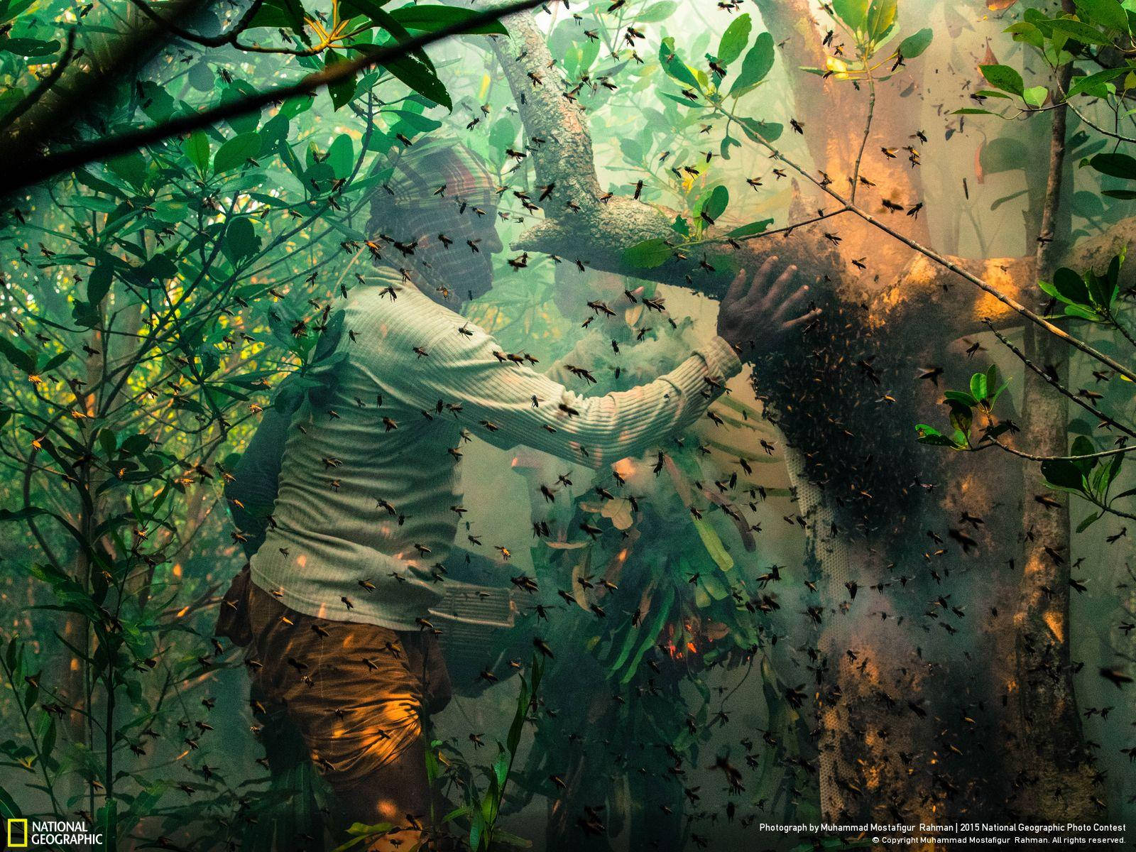National Geographic, beekeeper, forest, HD Desktop Wallpaper