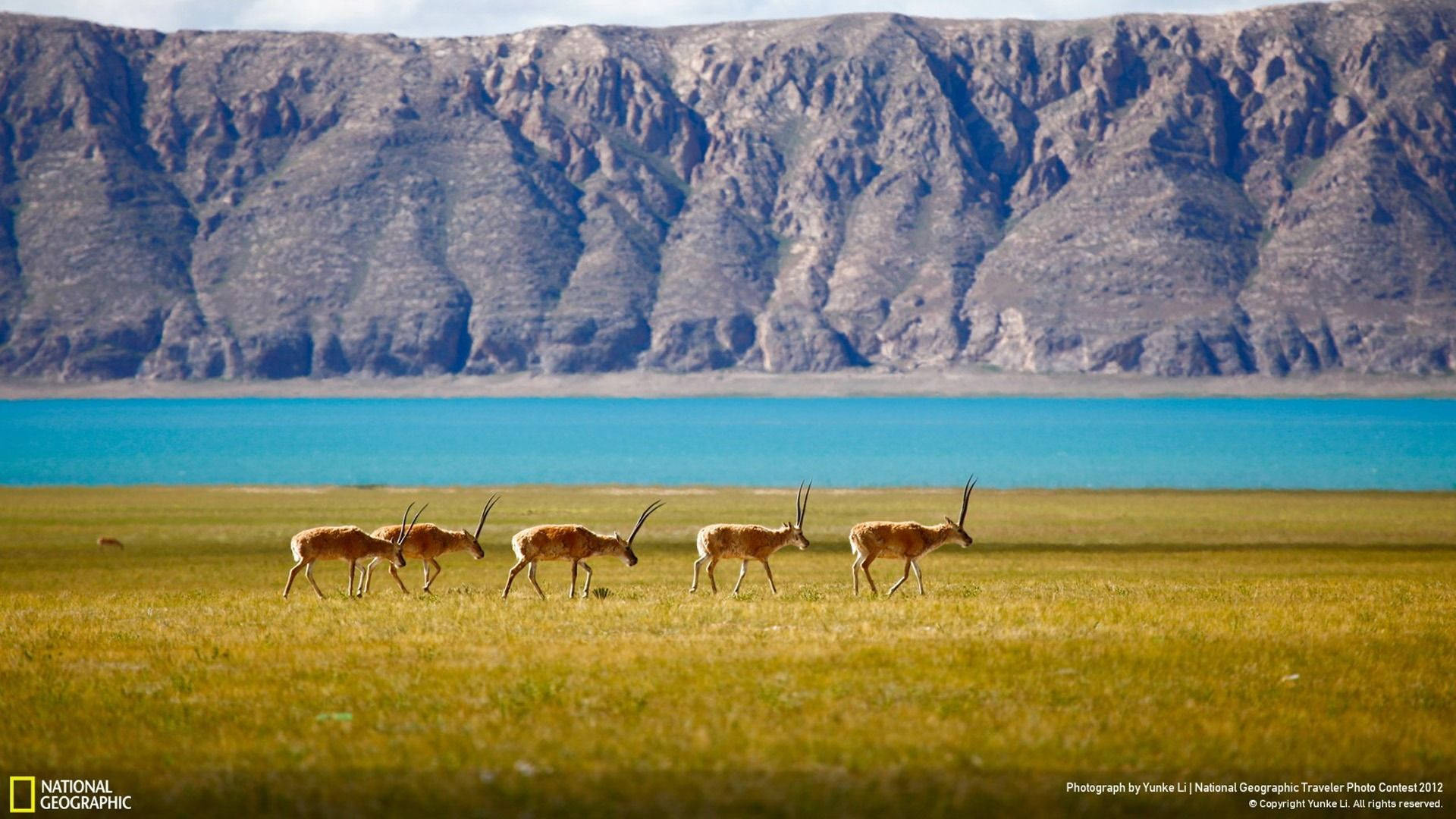 National Geographic, saiga antelopes, golden grasslands, Full HD Desktop Wallpaper