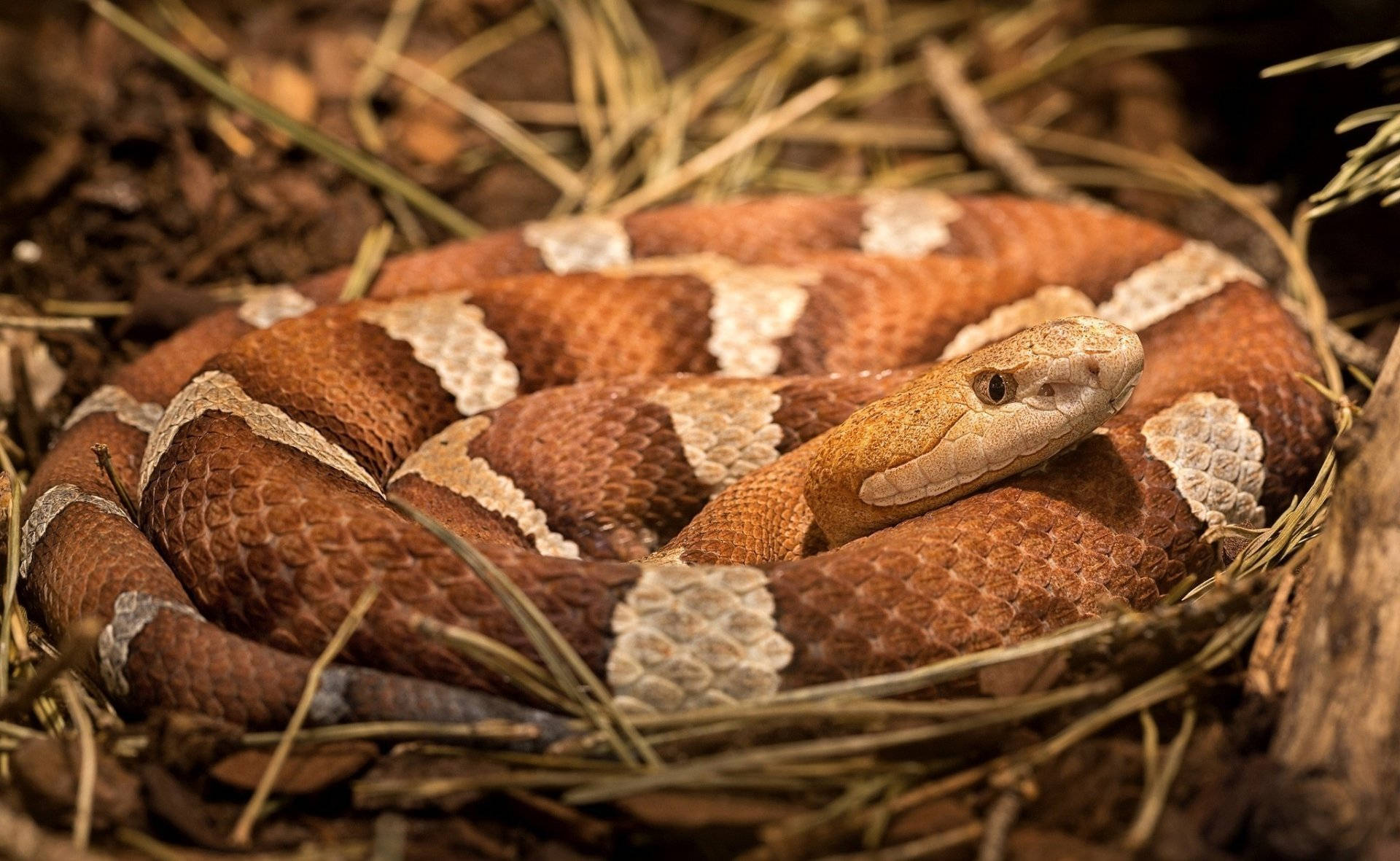copperhead snake, coiled, dry grass, Full HD Desktop Wallpaper