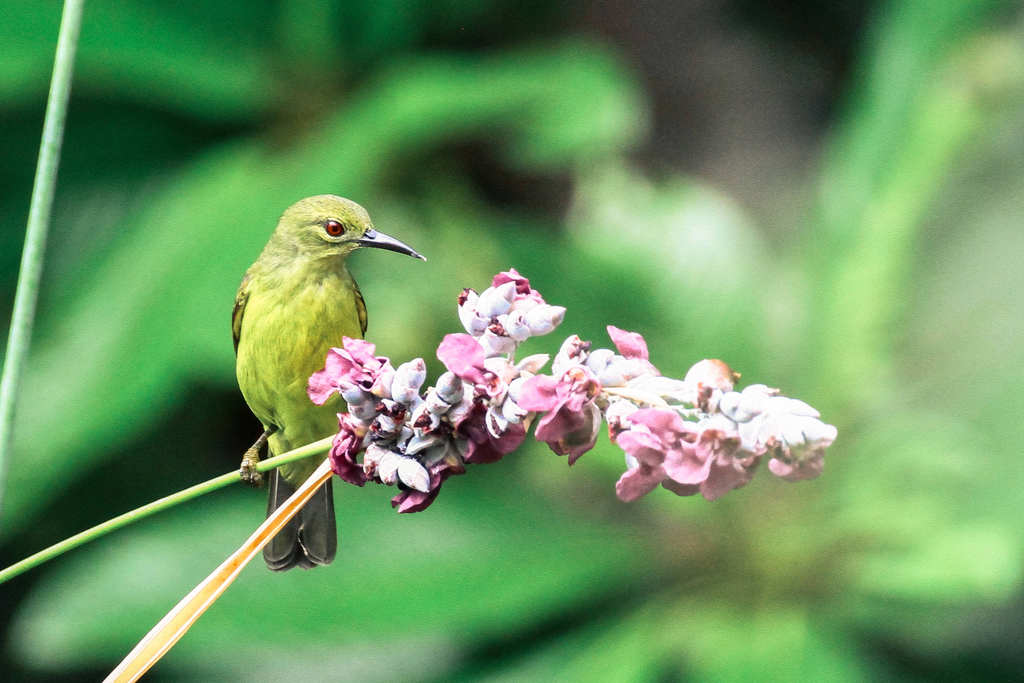 National Geographic, green bird, pink blossoms, 2K Desktop Wallpaper