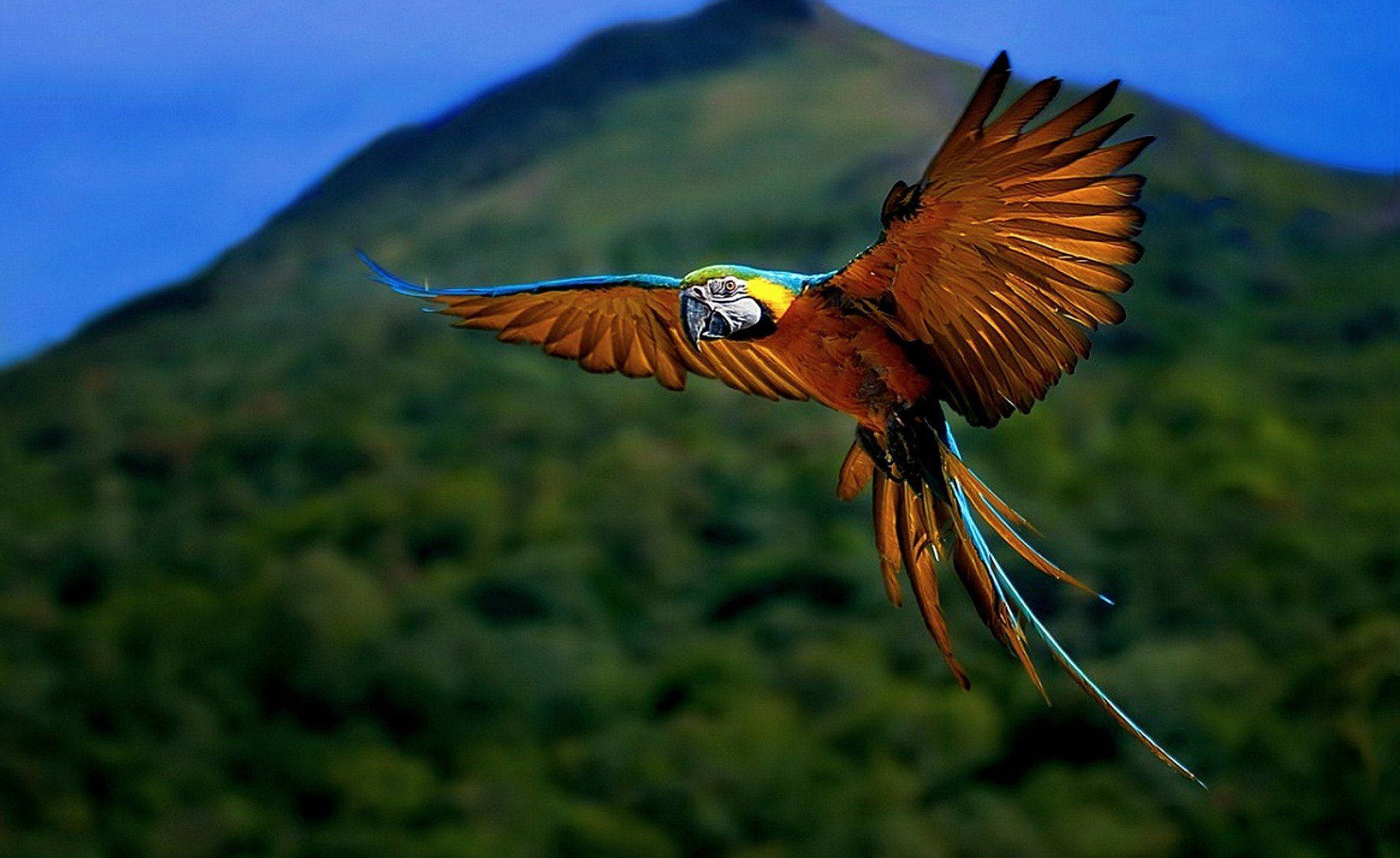National Geographic, flying parrot, macaw, HD Desktop Wallpaper