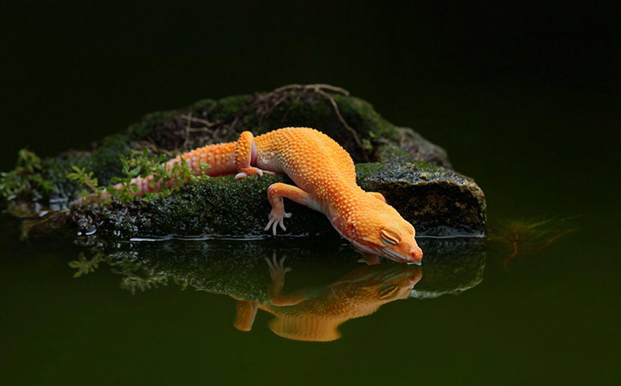 orange gecko, mossy rock, water's edge, Full HD Desktop Wallpaper