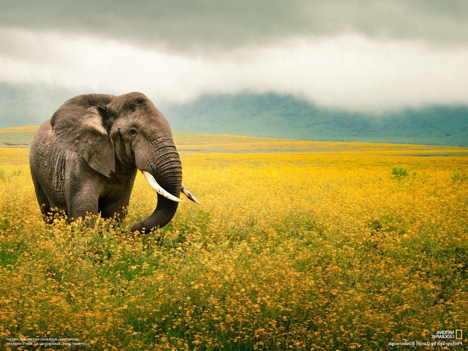 National Geographic, elephants, flower field, HD Desktop Wallpaper