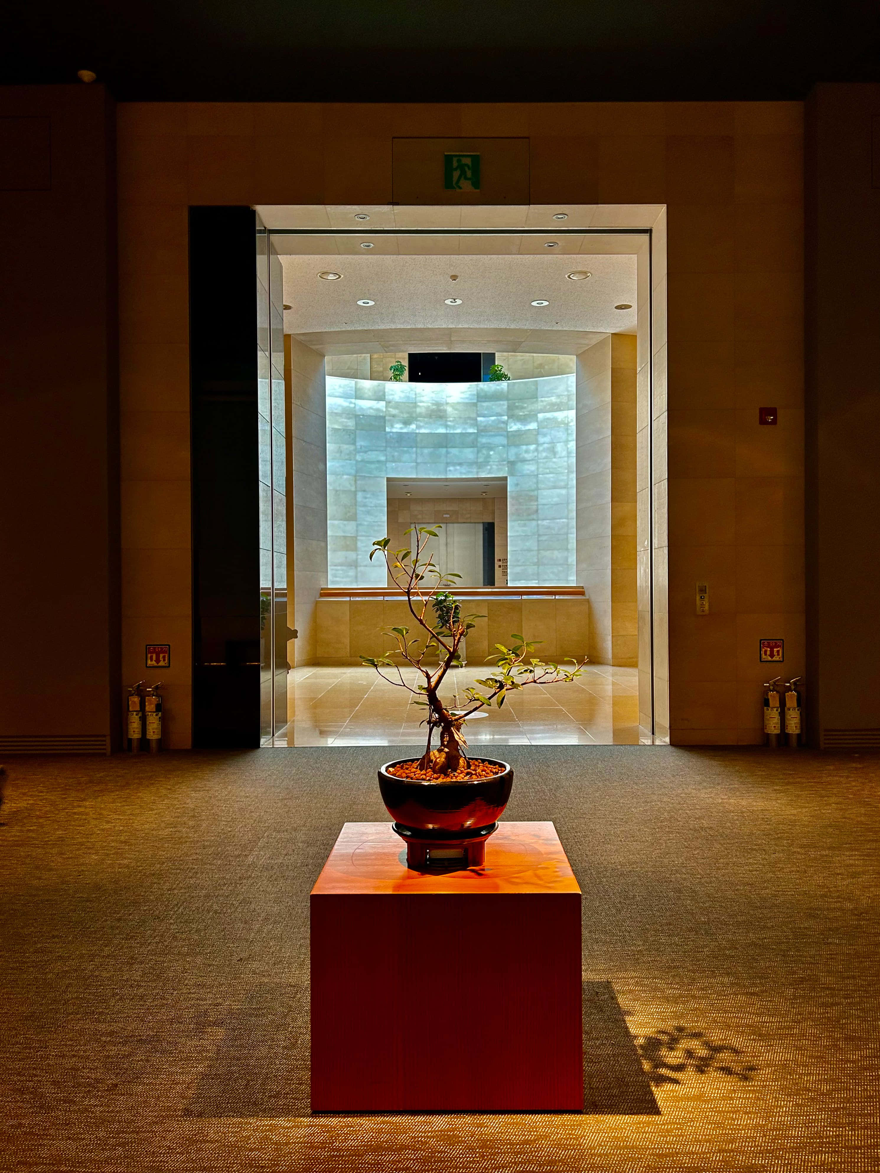 National Museum Of Korea, bonsai exhibit, dark pot, 4K Phone Wallpaper