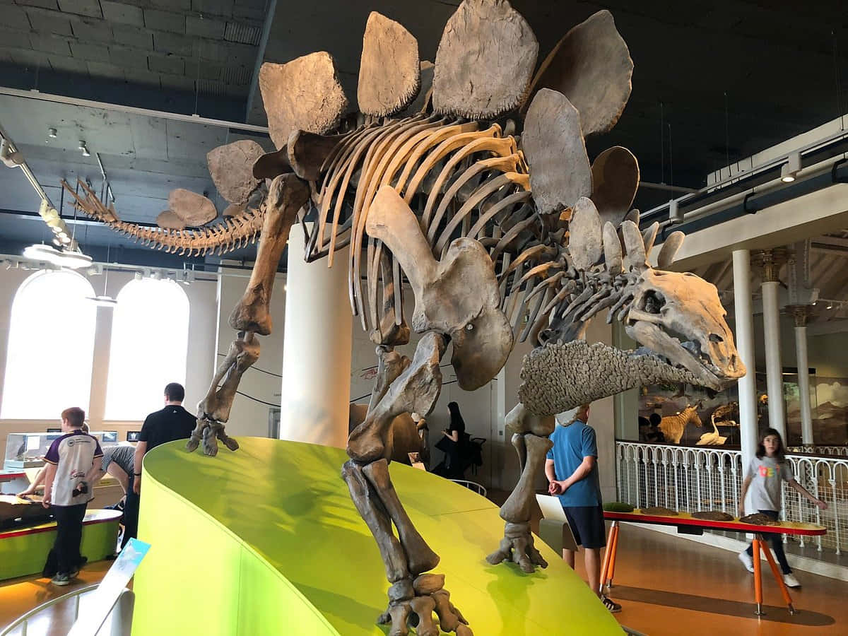 stegosaurus skeleton, bright green platform, modern museum, SD Desktop Wallpaper