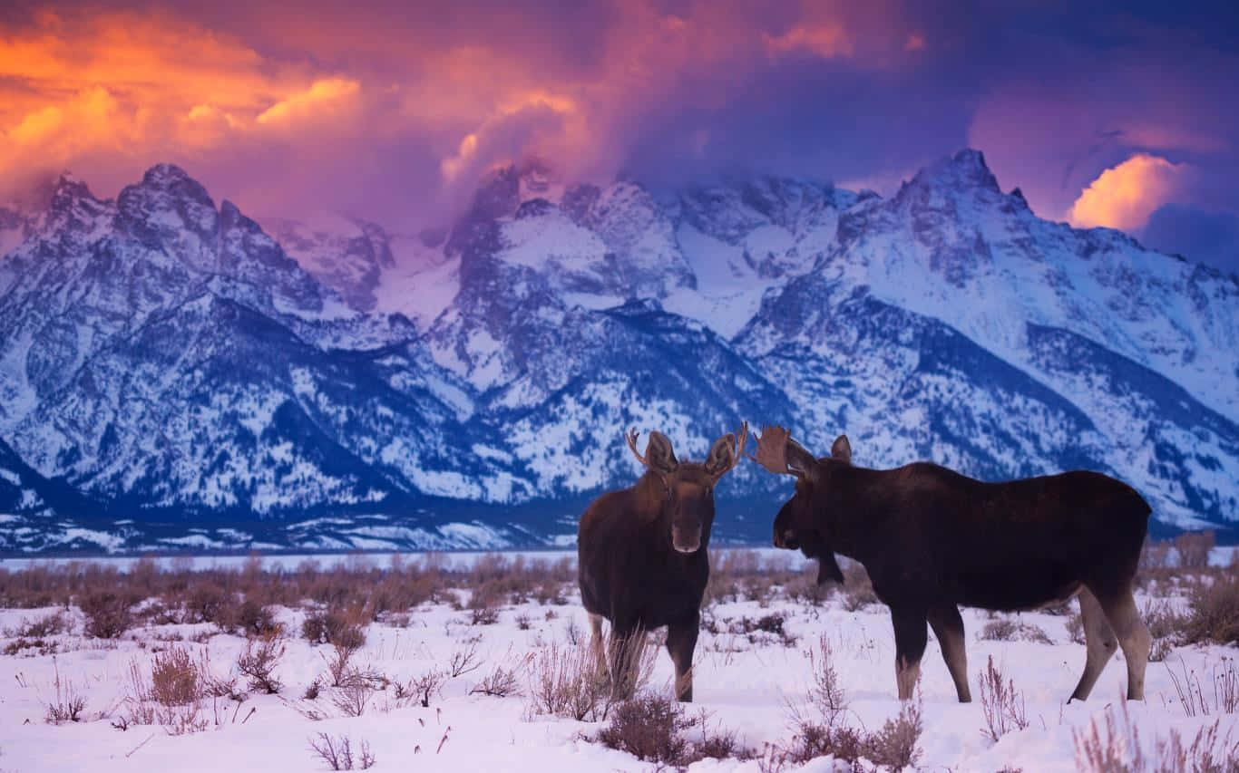 moose, sunset, snow-capped mountains, HD Desktop Wallpaper