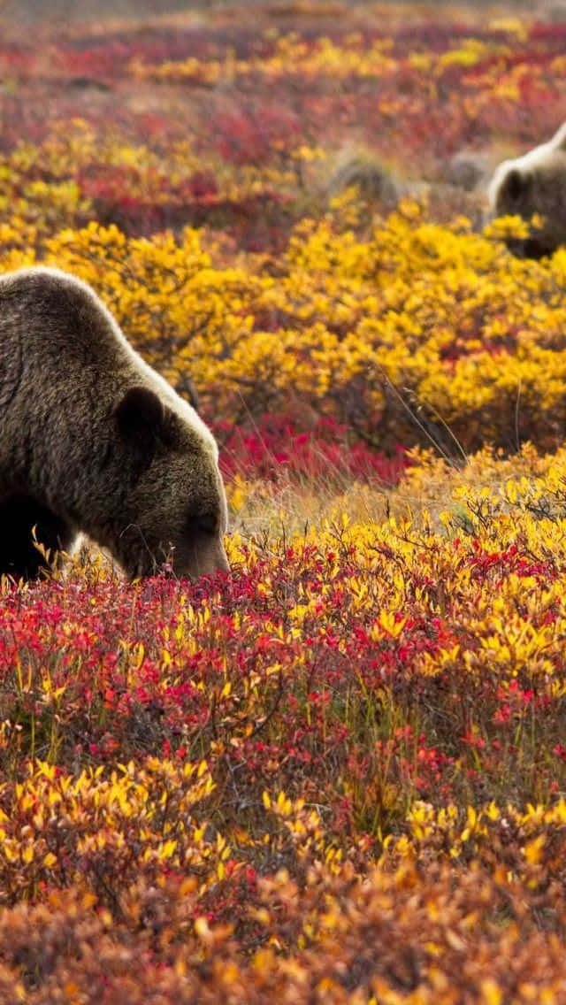 National Treasure, 640 x 1136, autumn shrubs, SD Phone Wallpaper