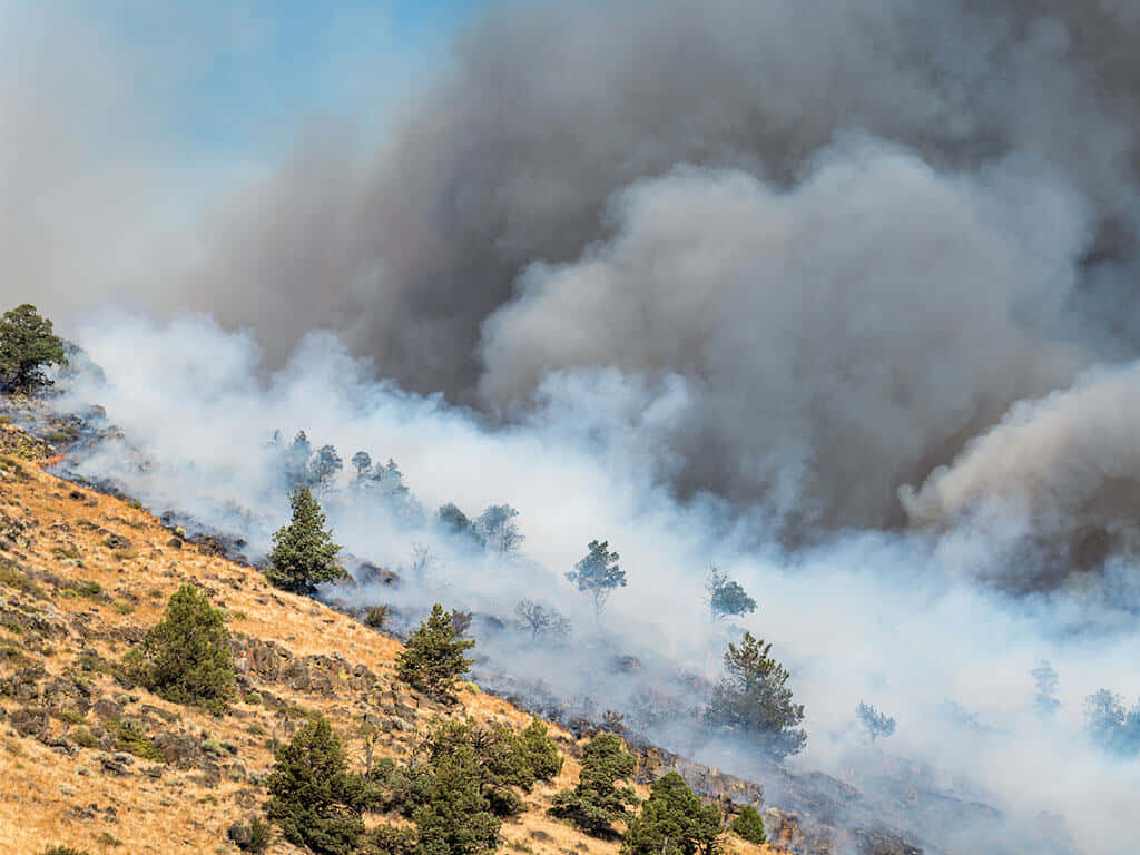 wildfire, hillside, evergreen trees, SD Desktop Wallpaper