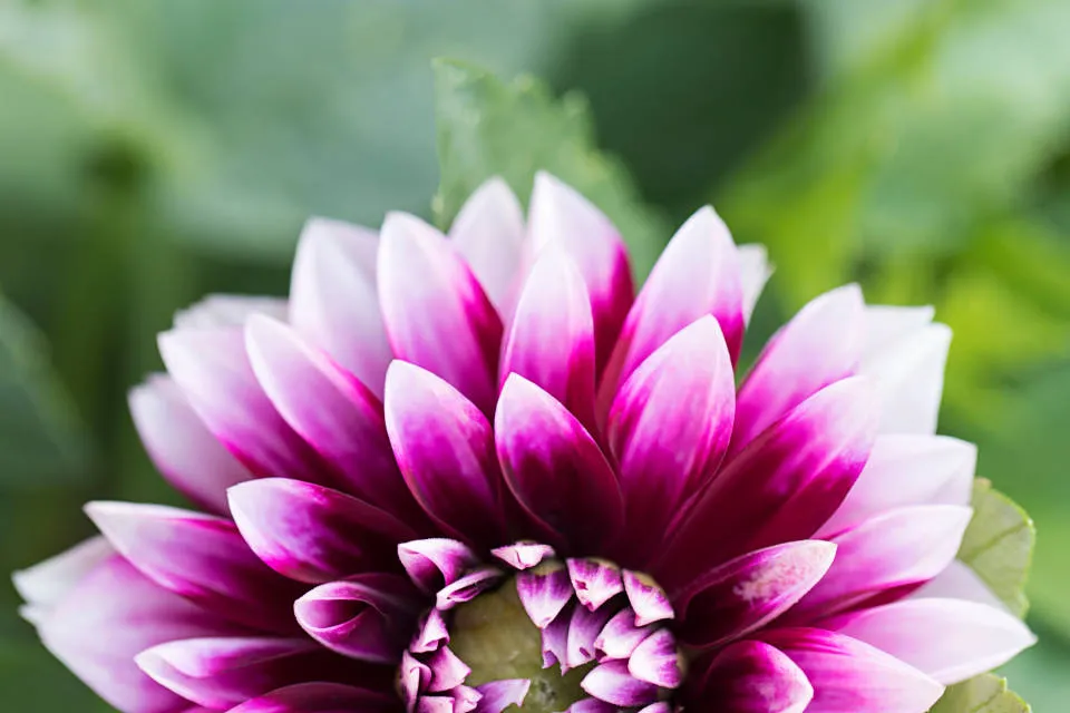 Natural Flower