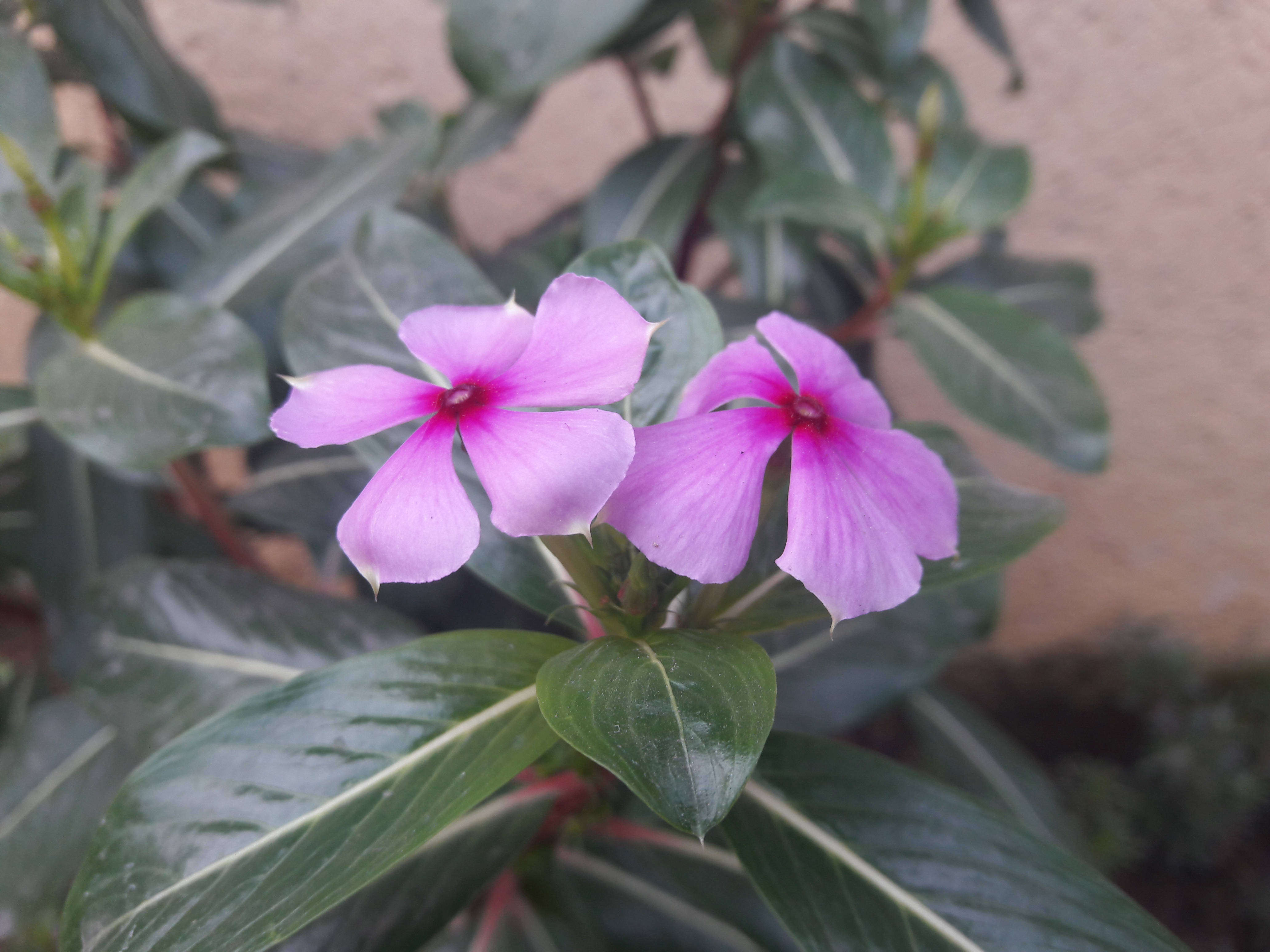 periwinkle flowers, glossy green leaves, white veins, 4K Desktop Wallpaper