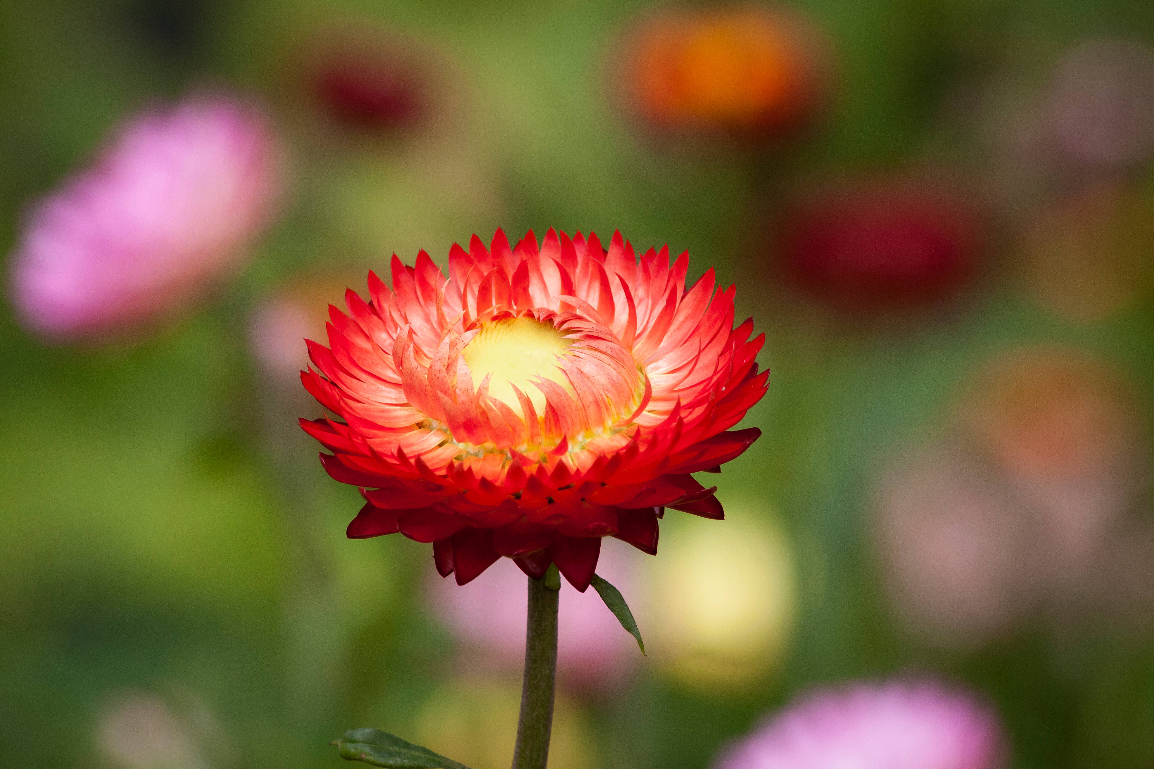 red petaled flowers, strawflower, vibrant red, 4K Desktop Wallpaper