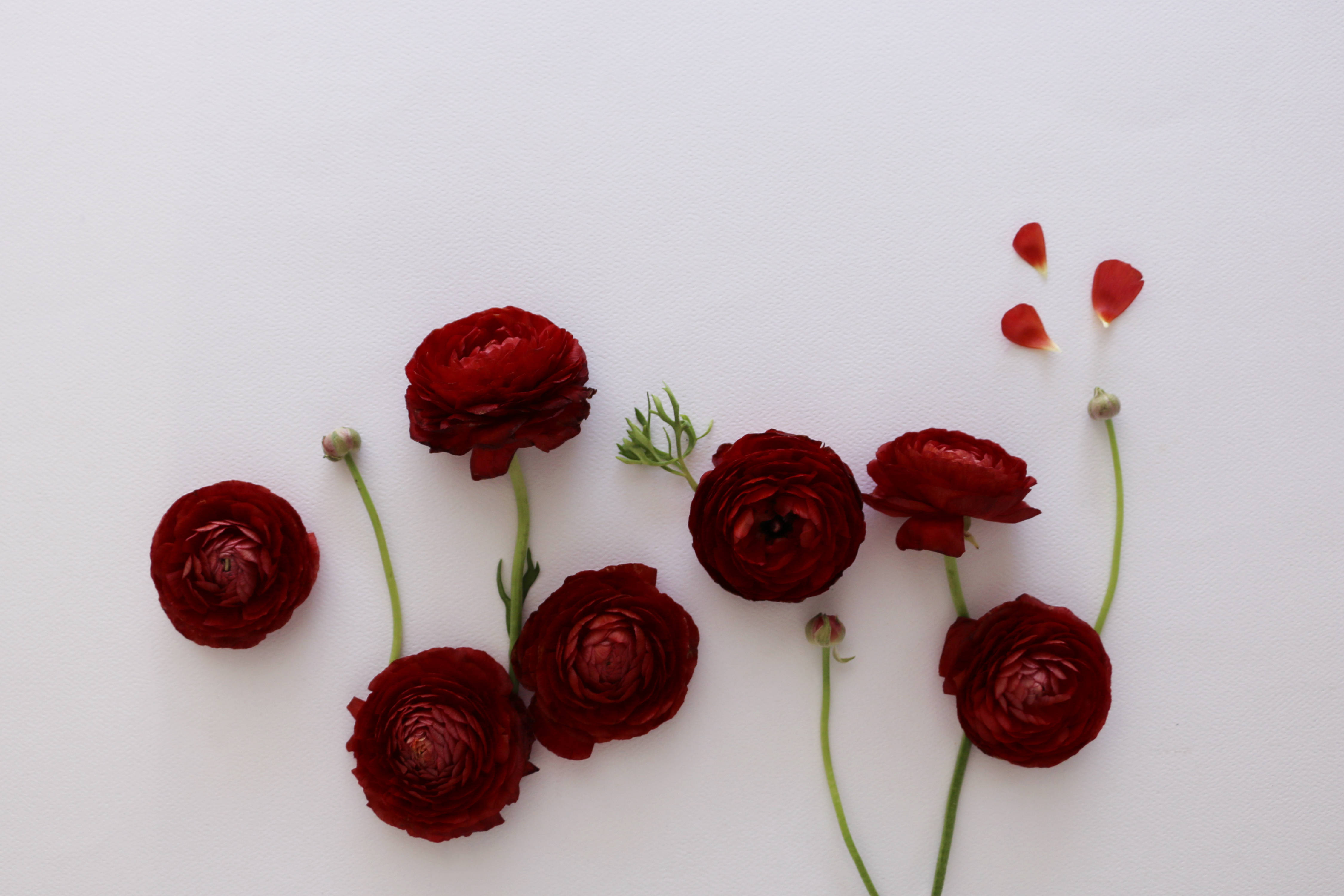 ranunculus, deep red, green stems, 4K Desktop Wallpaper