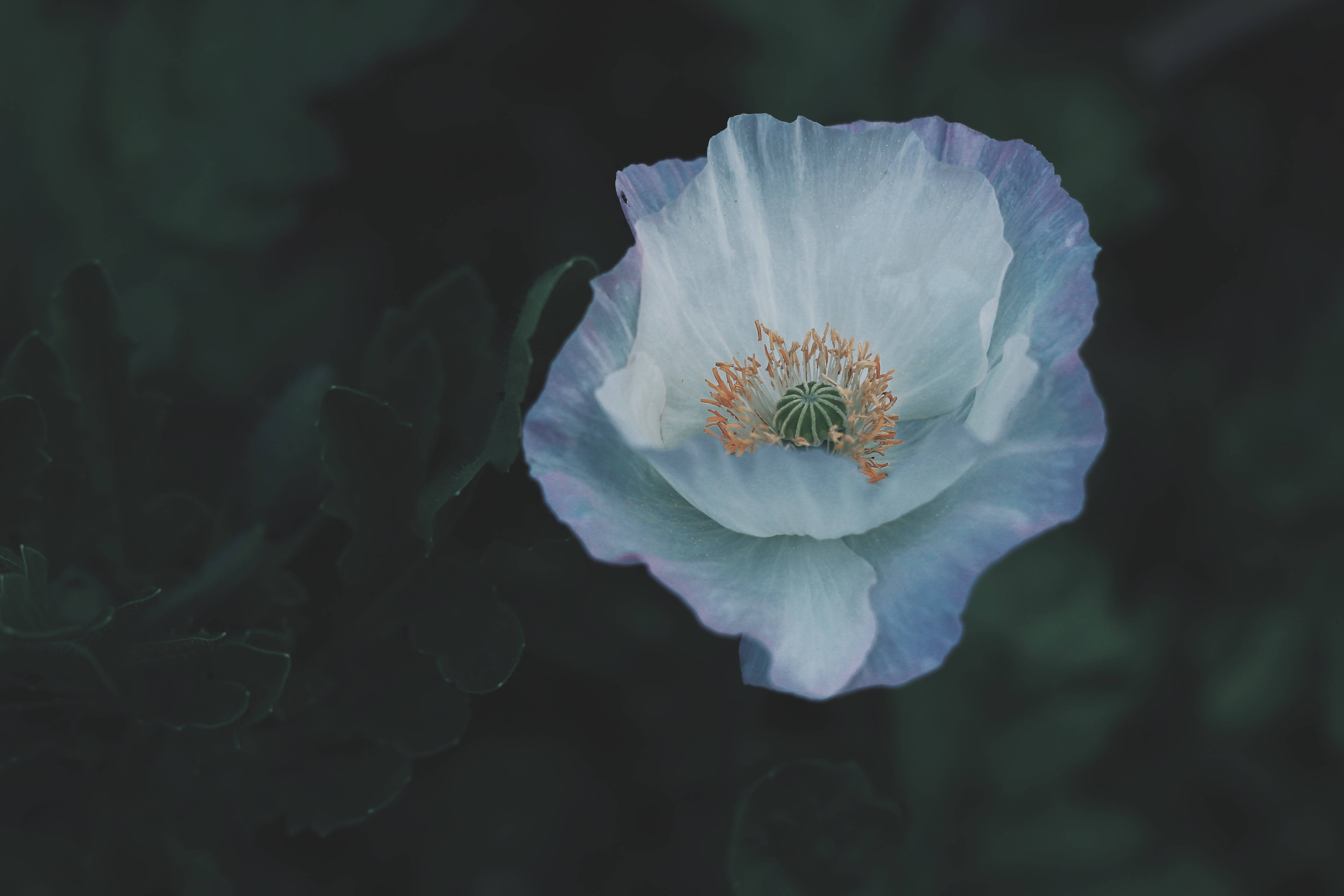 pale blue poppy, soft ruffled petals, golden center, 5K Desktop Wallpaper