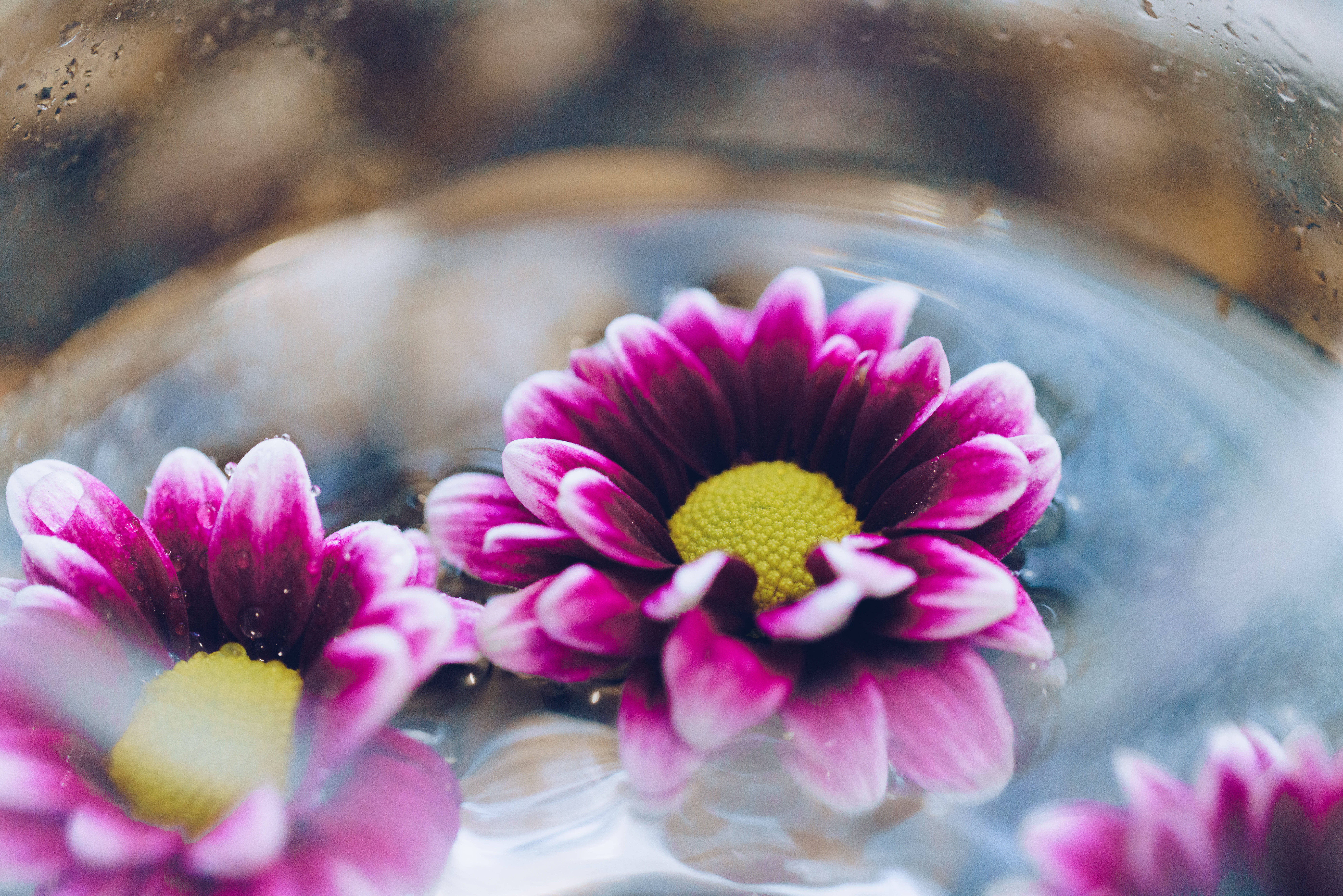 pink daisies, white daisies, yellow centers, 8K Desktop Wallpaper