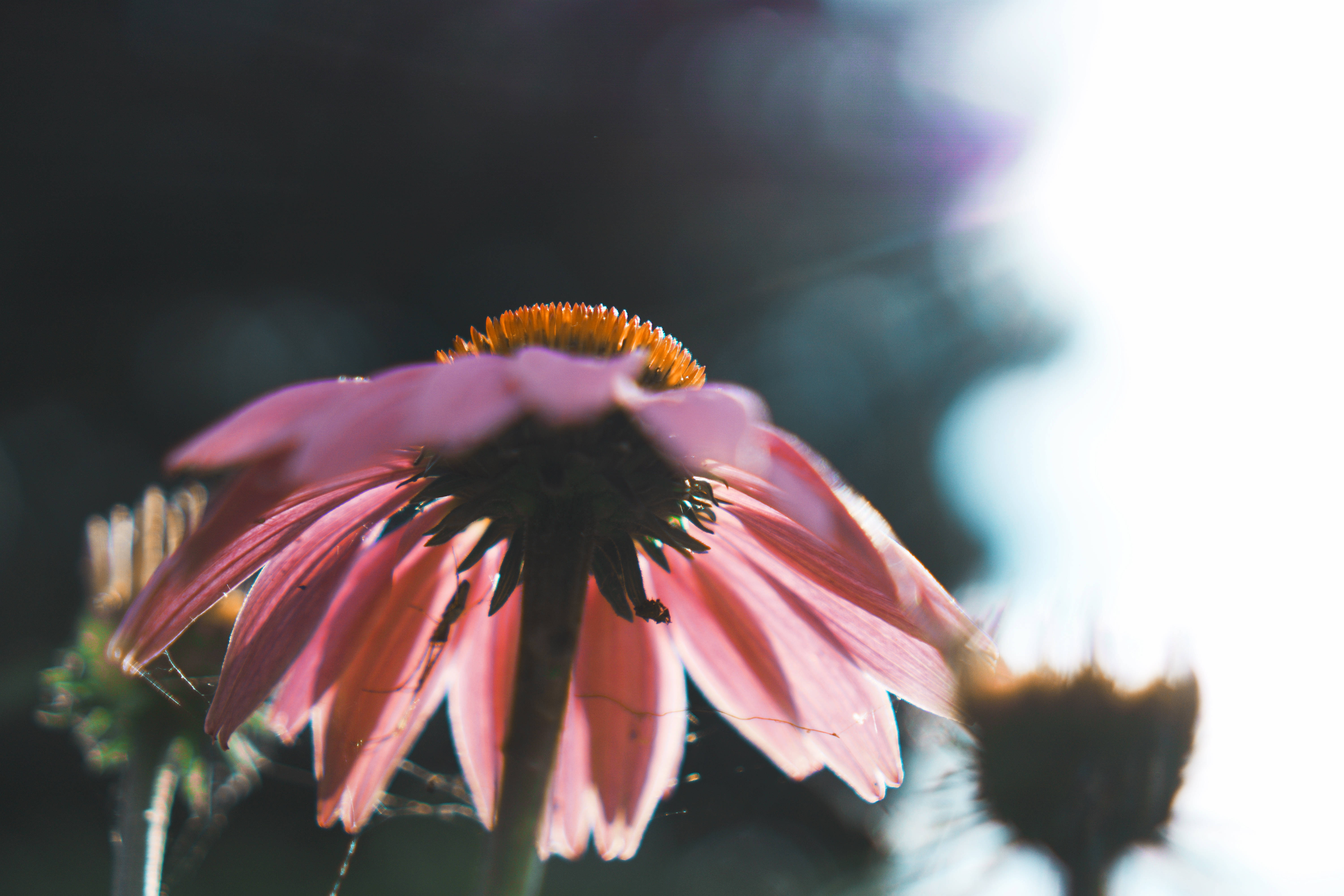 pink daisy flower, soft pink coneflower, bright sun, 5K Desktop Wallpaper