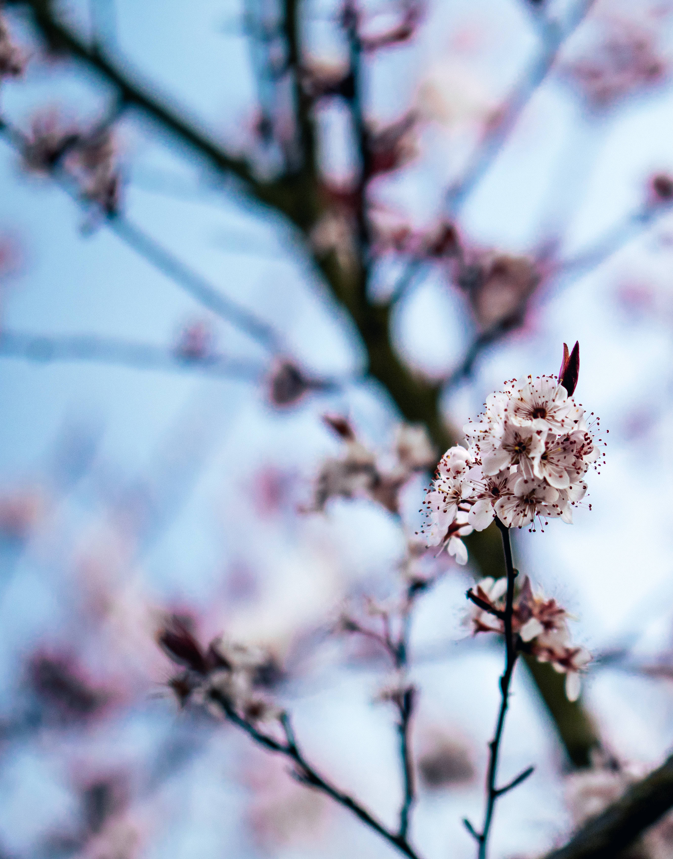 pink cherry blossom tree, delicate pink cherry blossoms, soft blue sky, 2K Phone Wallpaper