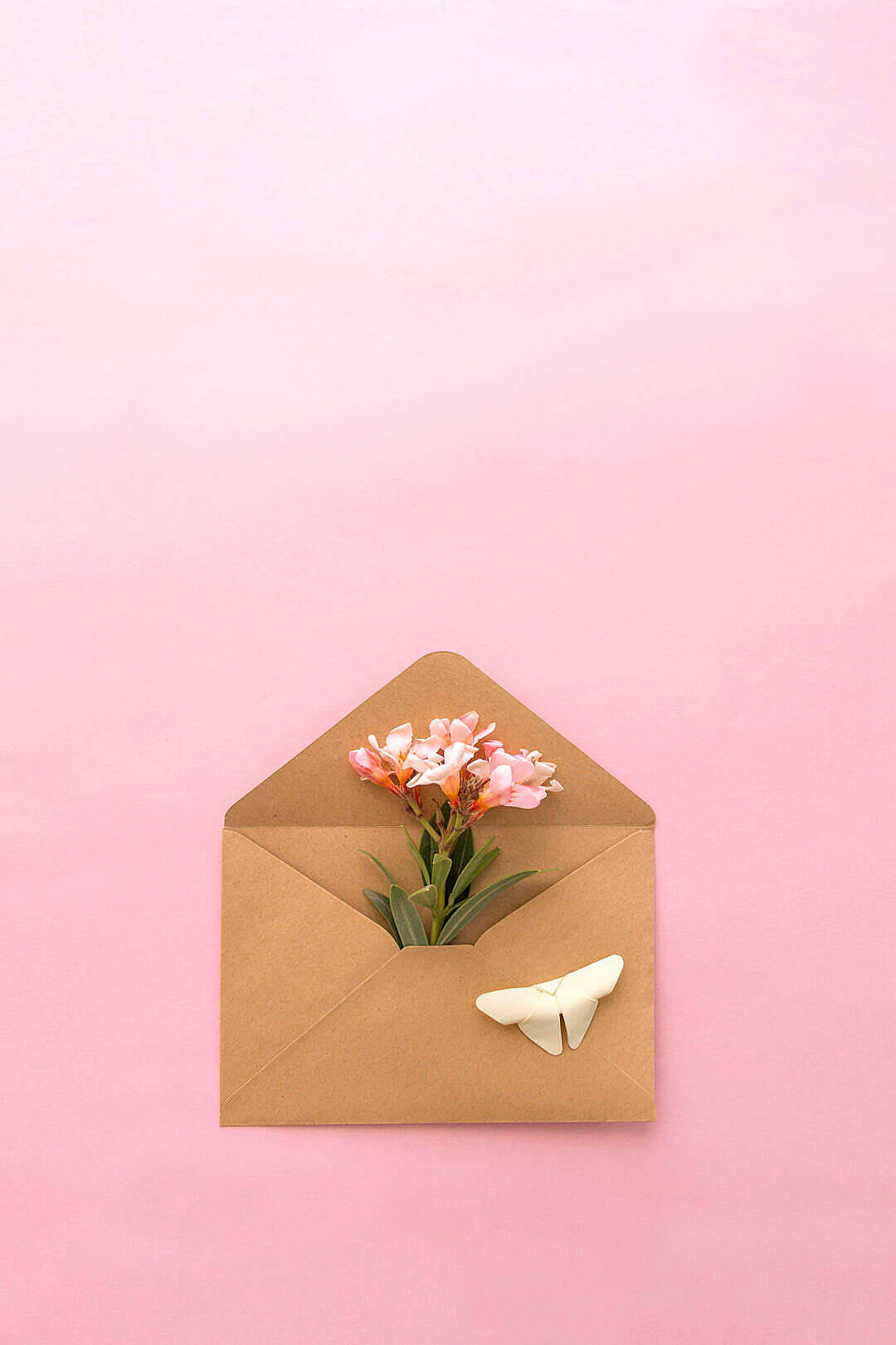 natural flower, brown envelope, pink background, HD Phone Wallpaper