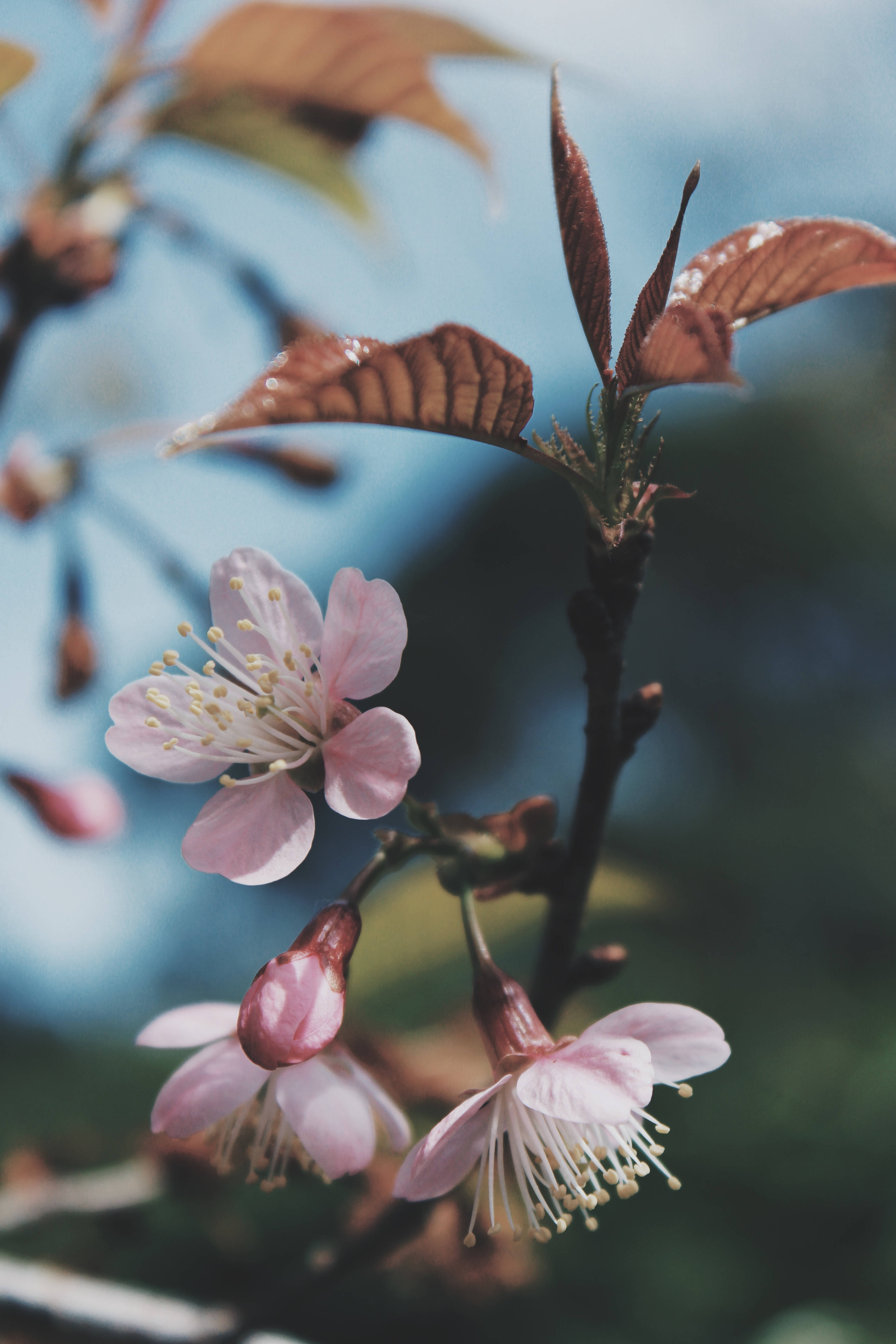 pink cherry blossoms, dewdrops, branch, 5K Phone Wallpaper