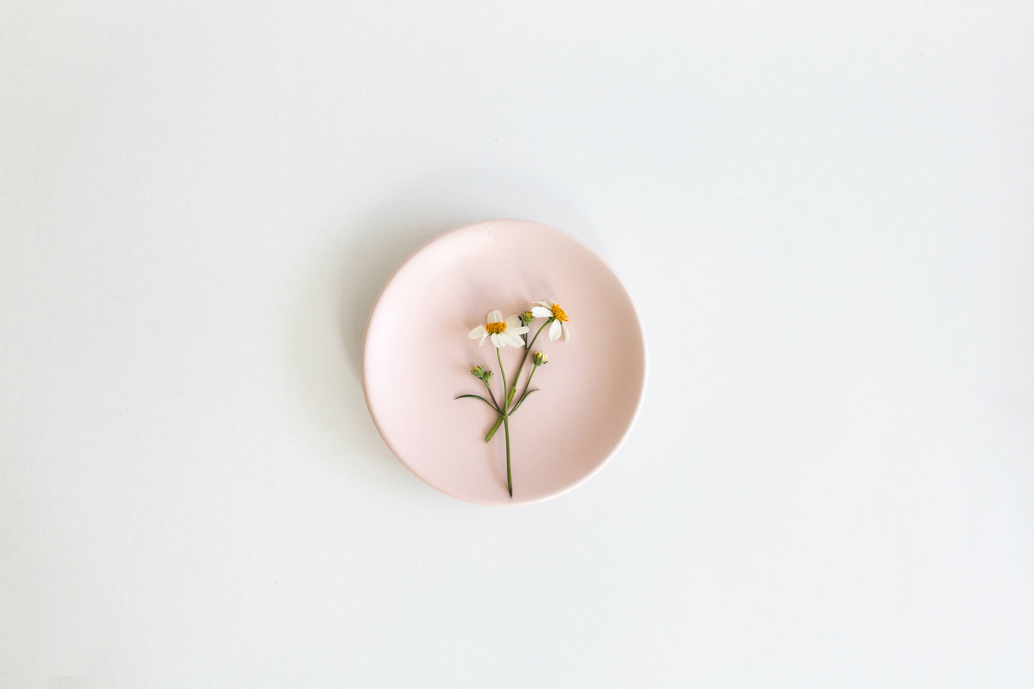 pink plate, chamomile flower, white daisies, 2K Desktop Wallpaper