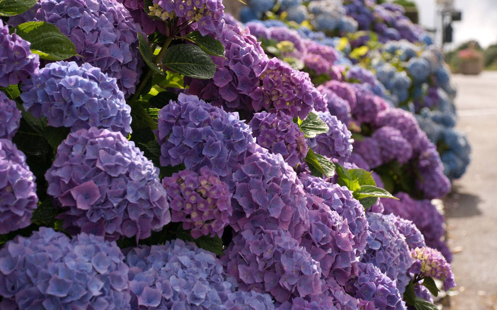 purple hydrangea flowers, blue hydrangea blooms, lush green leaves, HD Desktop Wallpaper