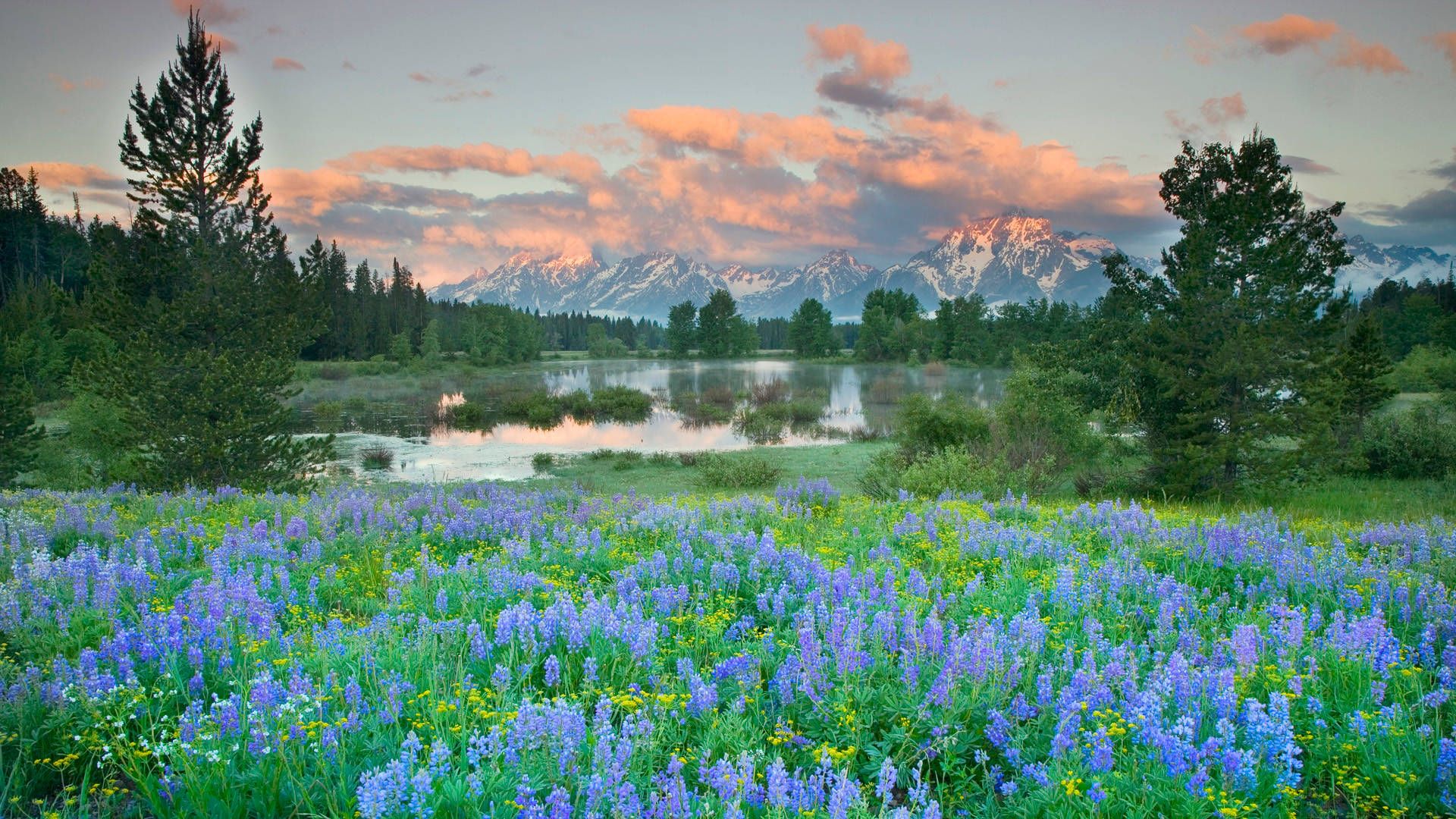 purple lupine flowers, calm lake, snow-capped mountains, Full HD Desktop Wallpaper