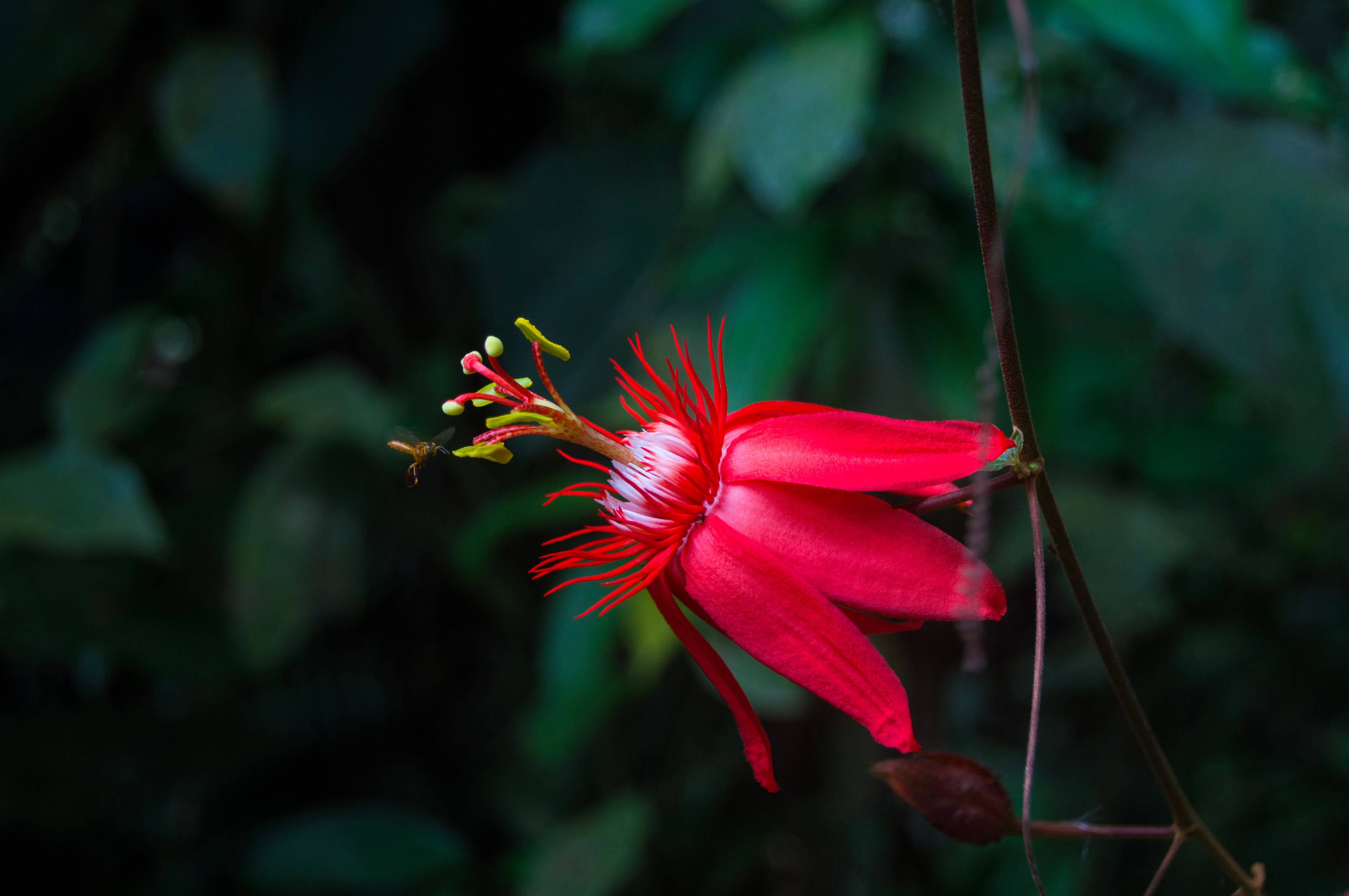 red passionflower, dark green blurred foliage, soft natural lighting, 4K Desktop Wallpaper