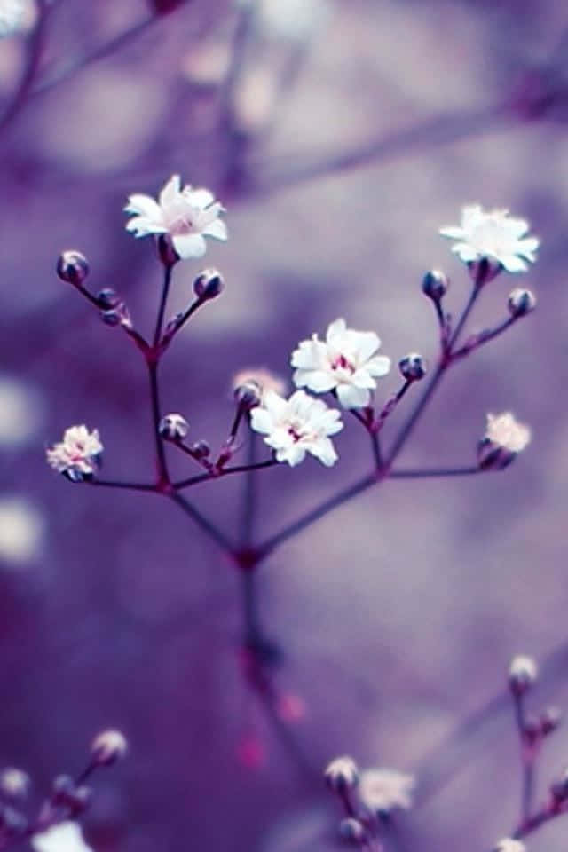 baby's breath, white petals, slender stems, SD Phone Wallpaper