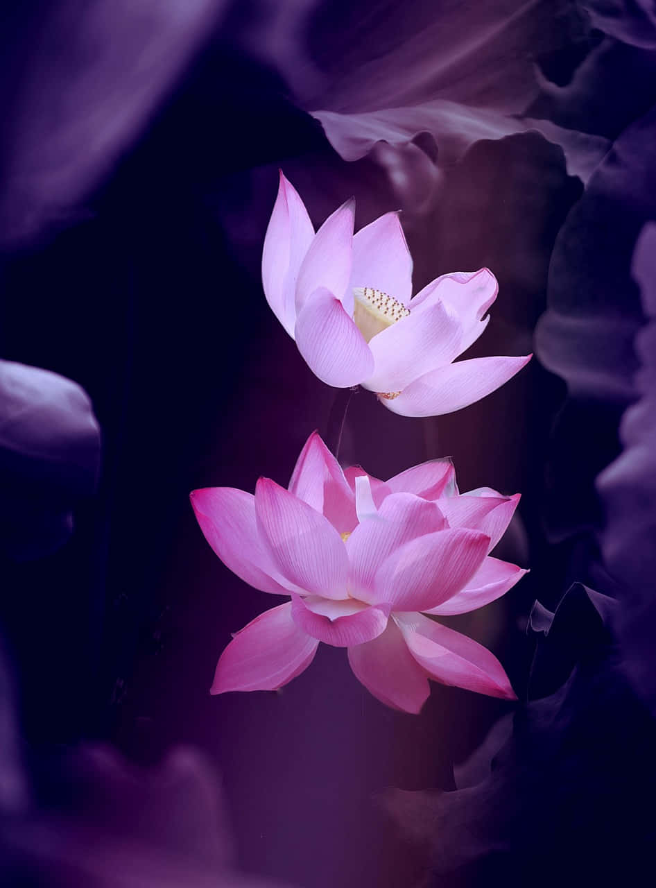 pink lotus flowers, deep purple blurred background, leaves, HD Phone Wallpaper