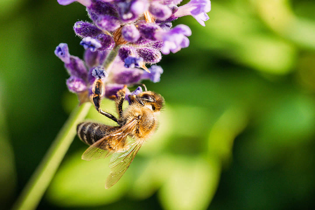honey bee, lavender flower, vibrant purple, SD Desktop Wallpaper