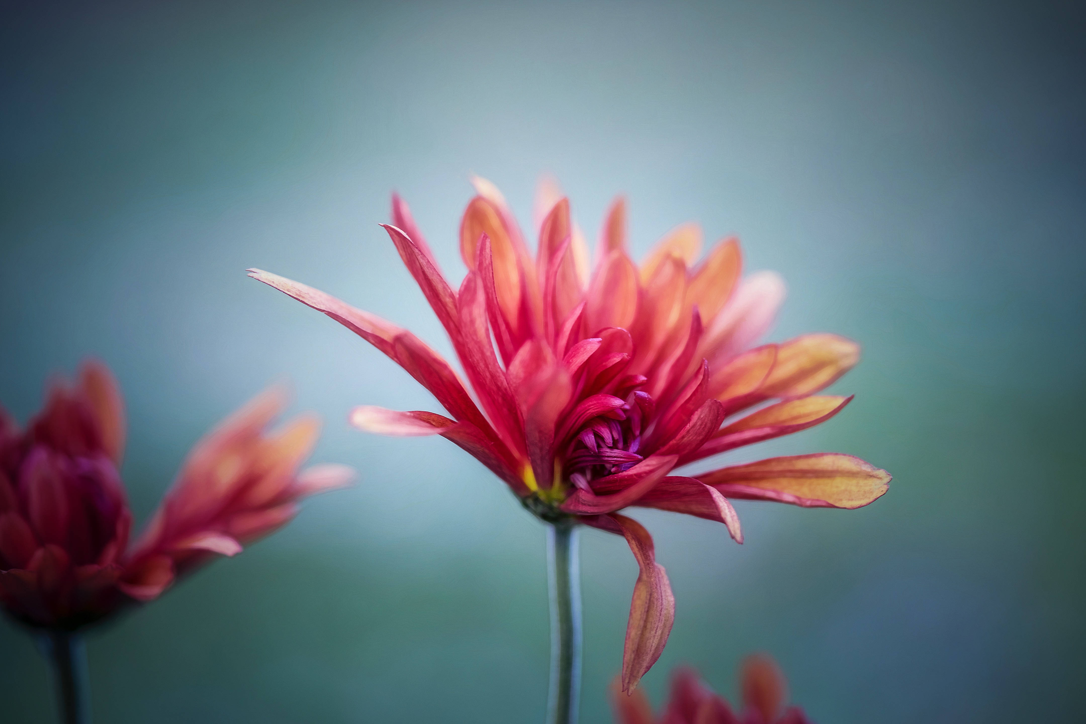 red flower, chrysanthemum, vibrant red and orange, 4K Desktop Wallpaper