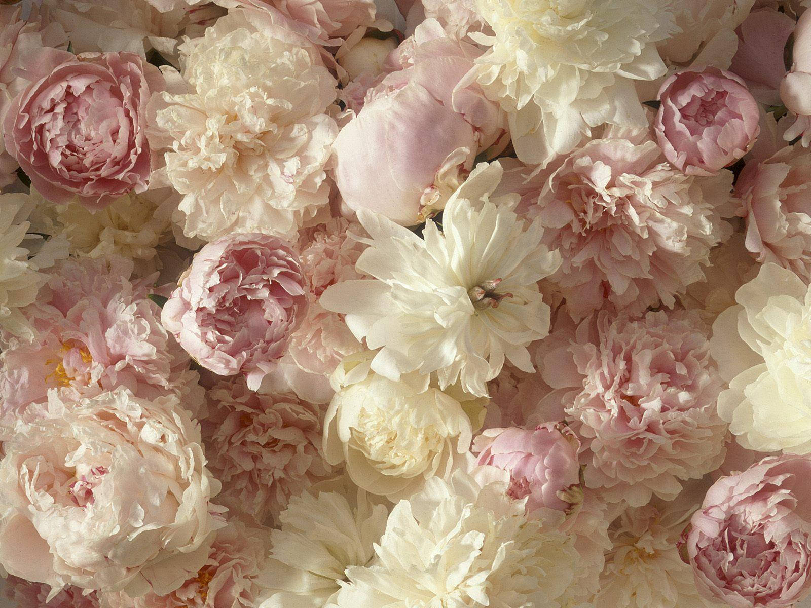 peony flowers, soft pink, creamy white, HD Desktop Wallpaper