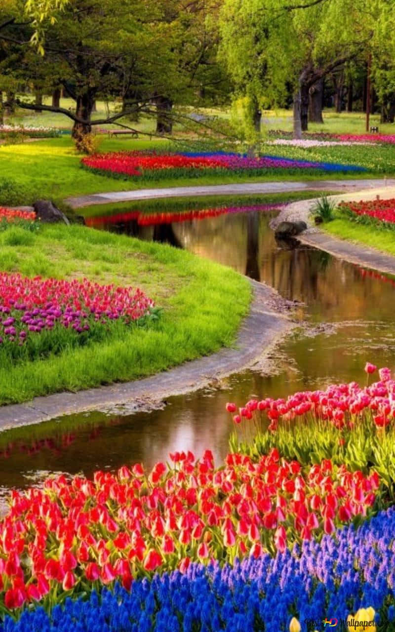 tulip fields, red pink and blue, winding creek, HD Phone Wallpaper