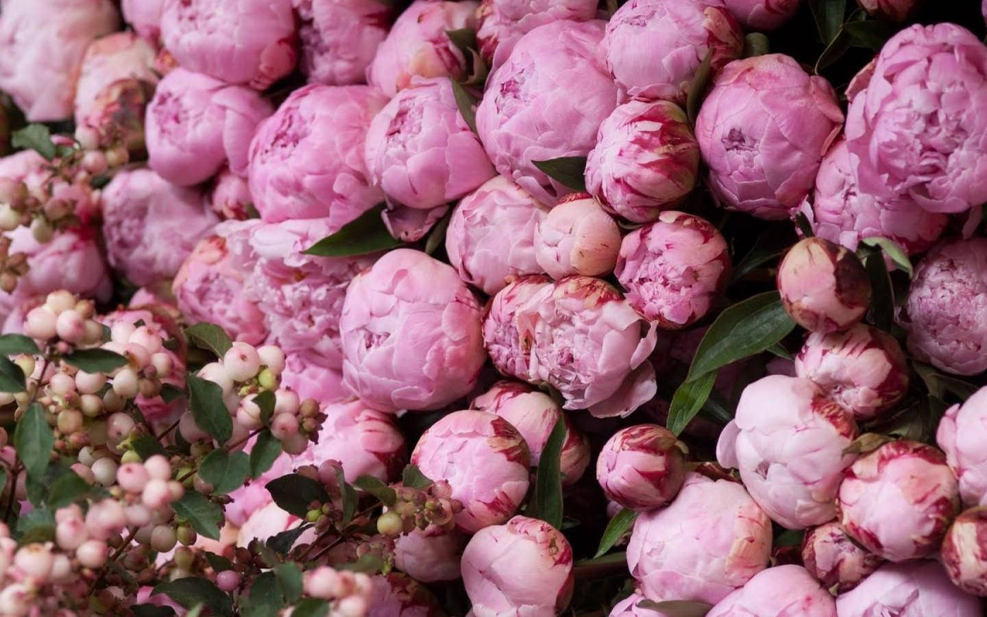 pink peony flowers, Majestic Pink Peony Blooms, soft pink peonies, HD Desktop Wallpaper