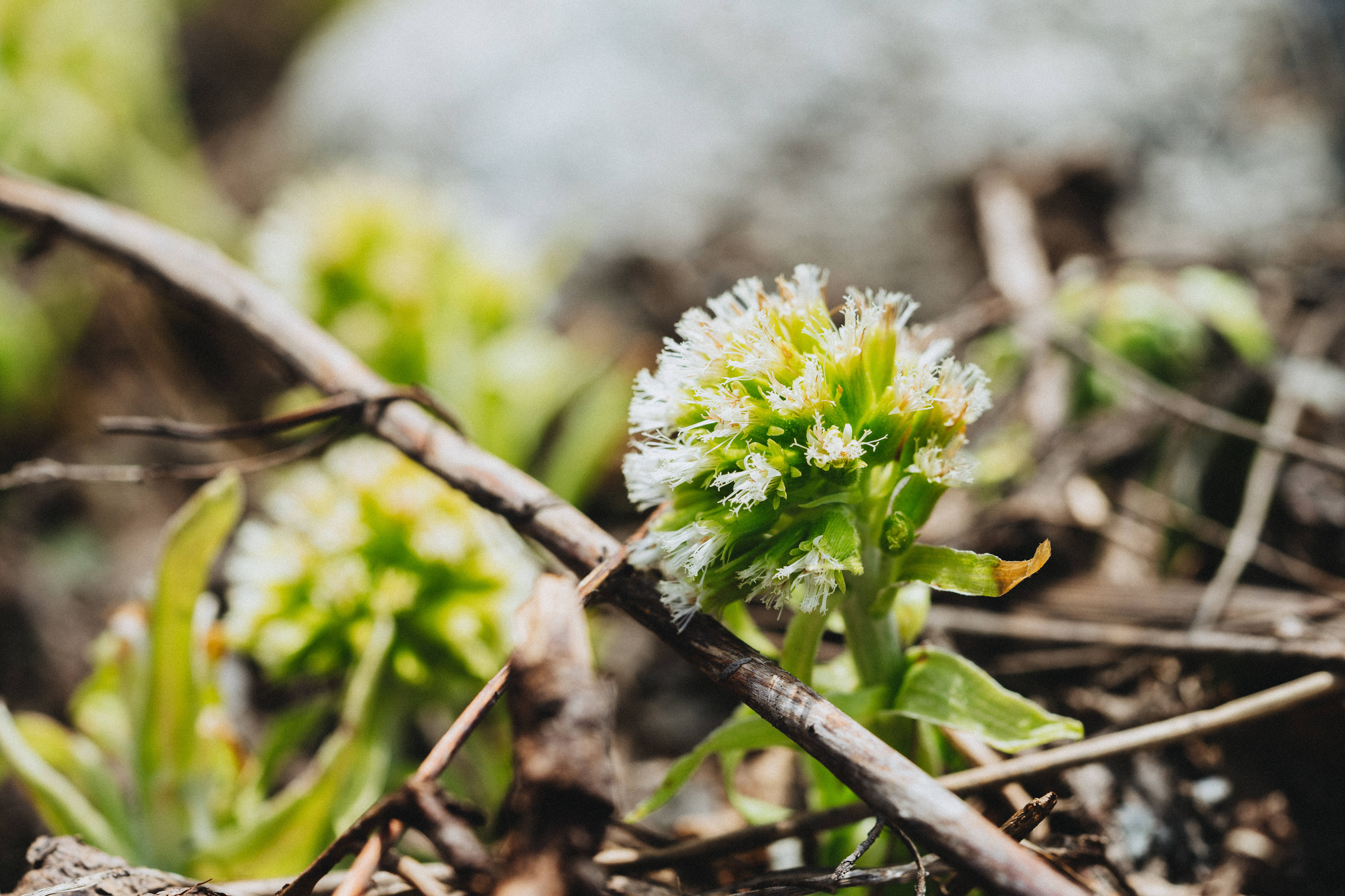 white flower, feathery petals, dry twigs, 5K Desktop Wallpaper