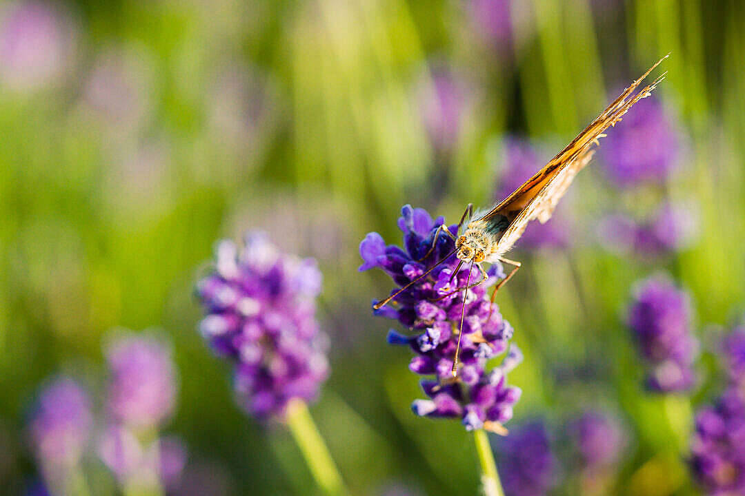 butterfly, lavender flower, vibrant purple, SD Desktop Wallpaper