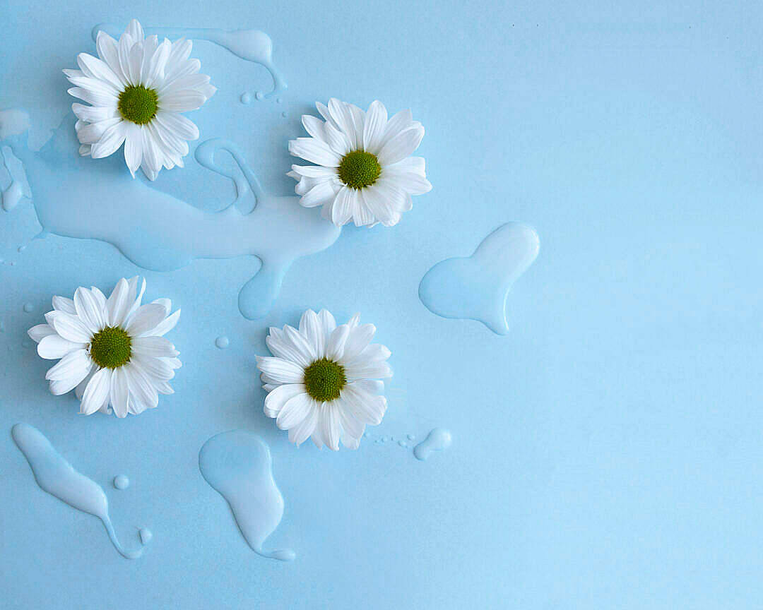 white daisies, green centers, translucent water droplets, SD Desktop Wallpaper