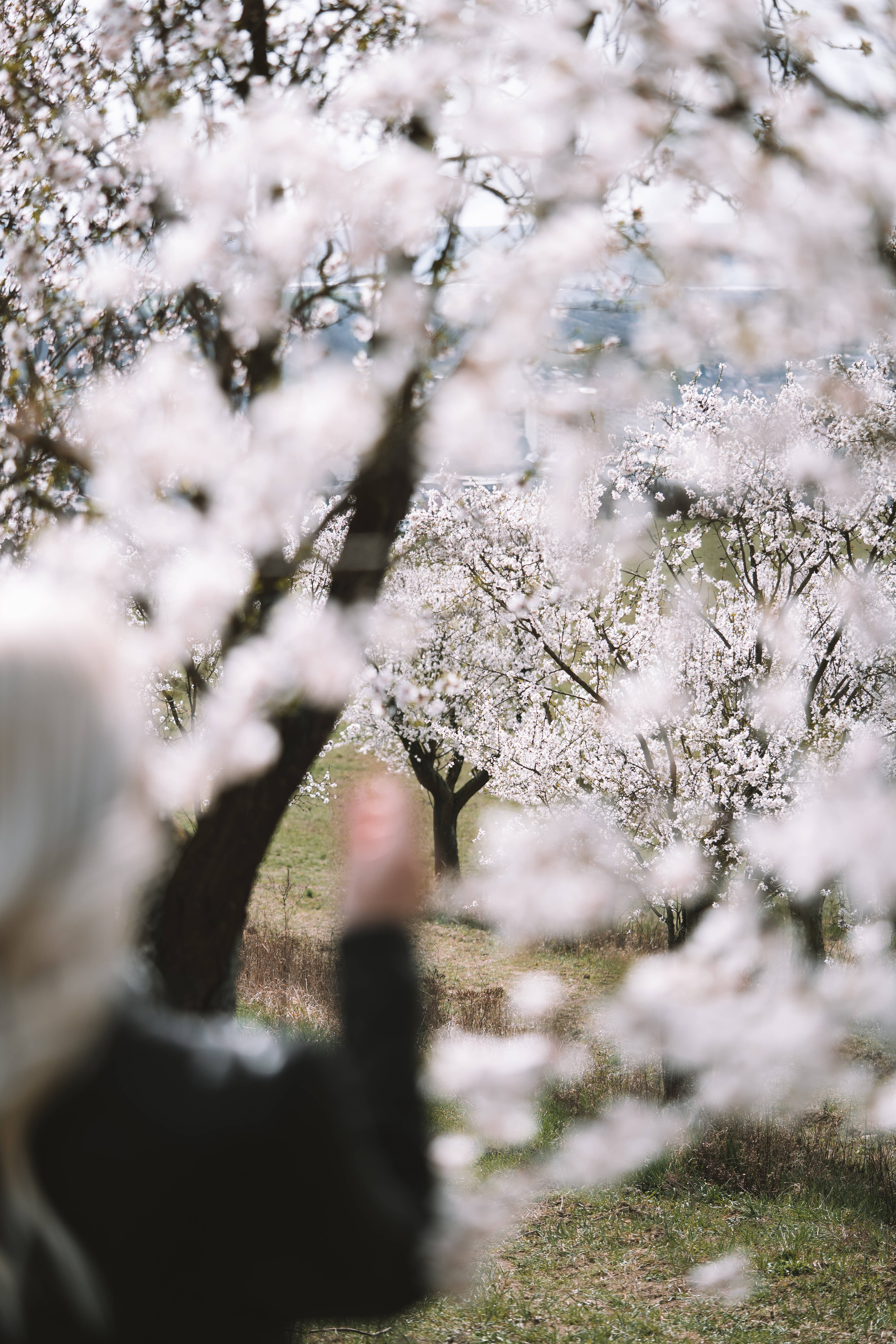 white almond natural flower orchard, white cherry trees, spring orchard, 5K Phone Wallpaper