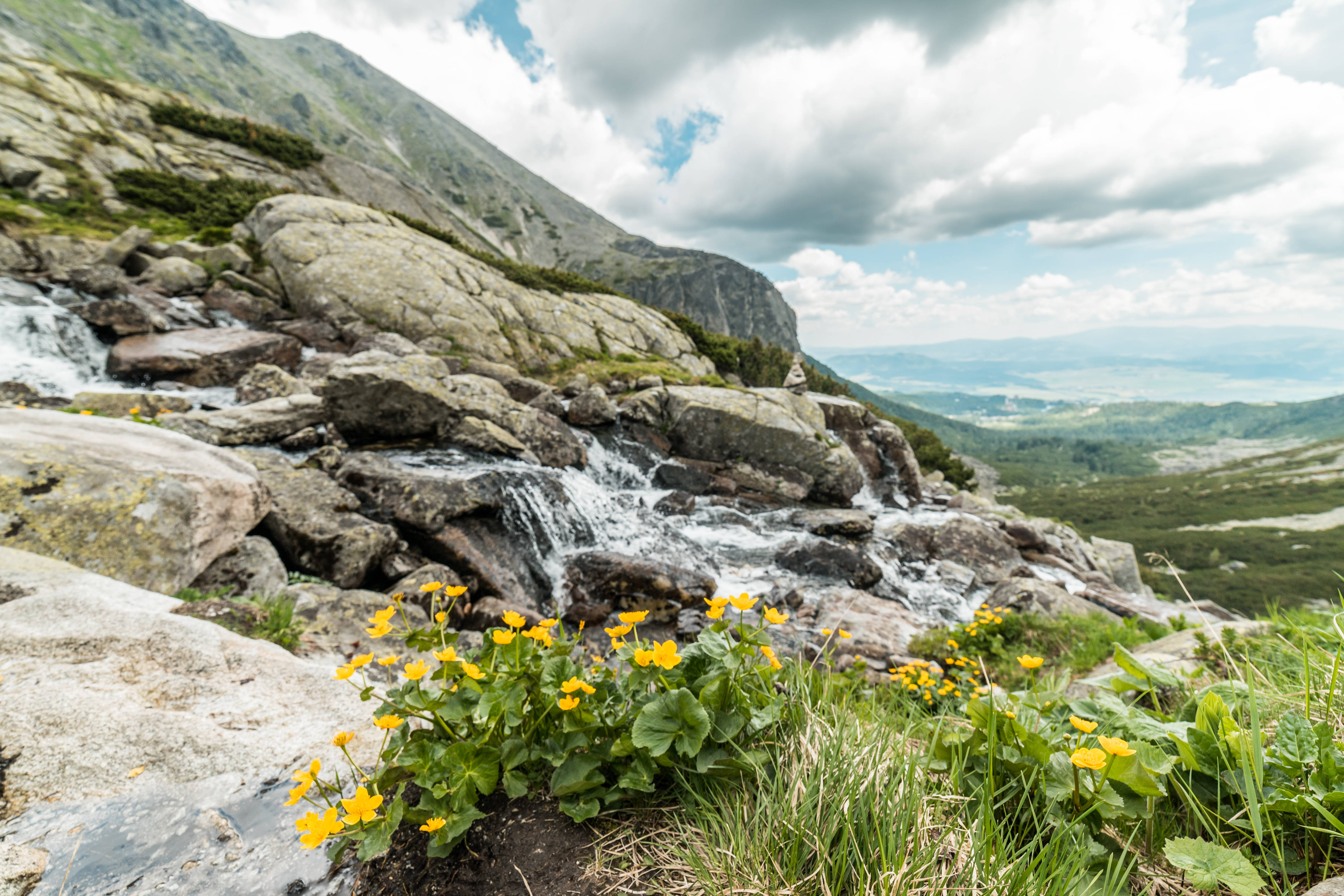 yellow wildflowers, rocky mountain stream, vast valley, 4K Desktop Wallpaper
