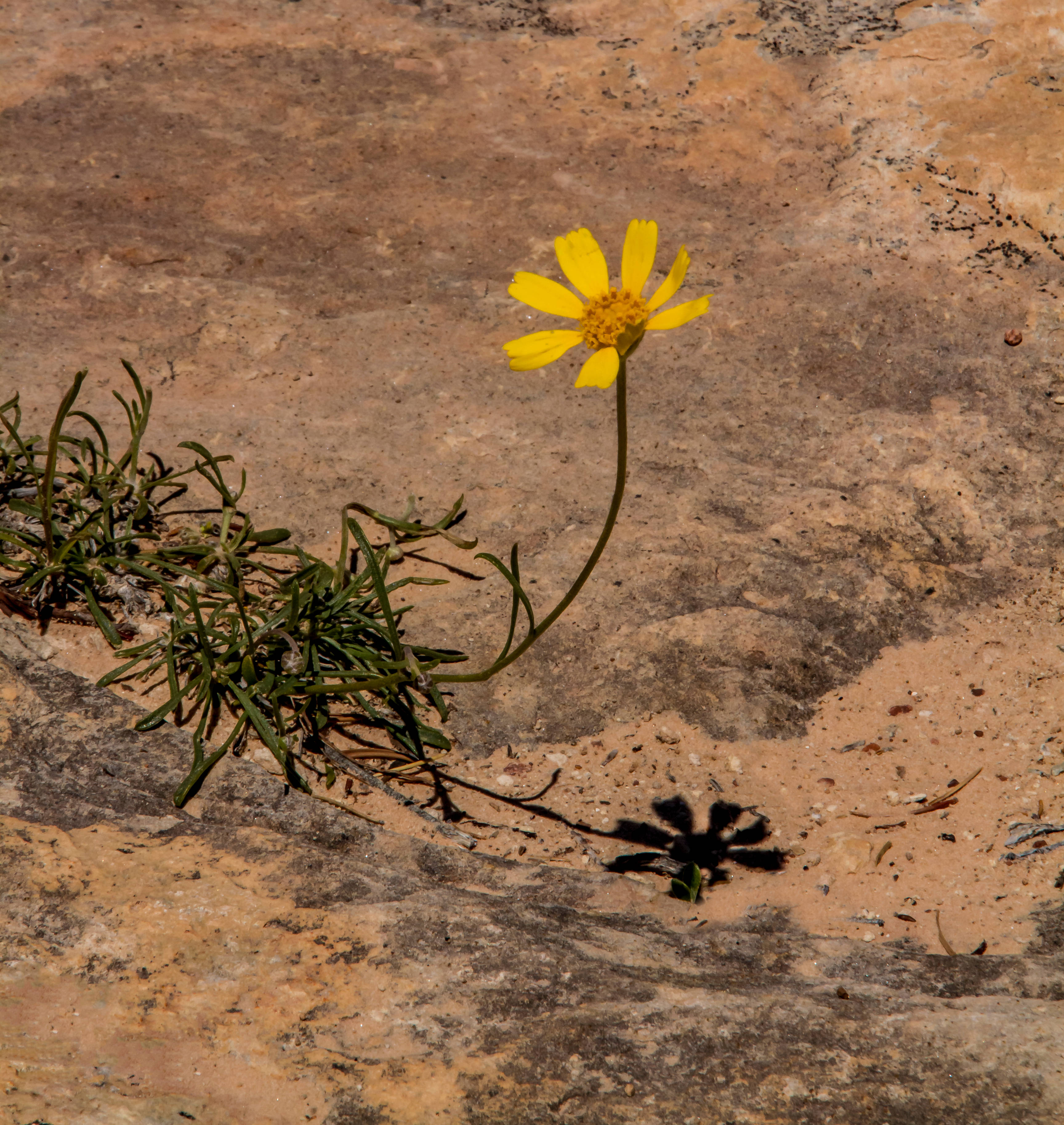 yellow flower, brown sand, cracked earth, 2K Phone Wallpaper