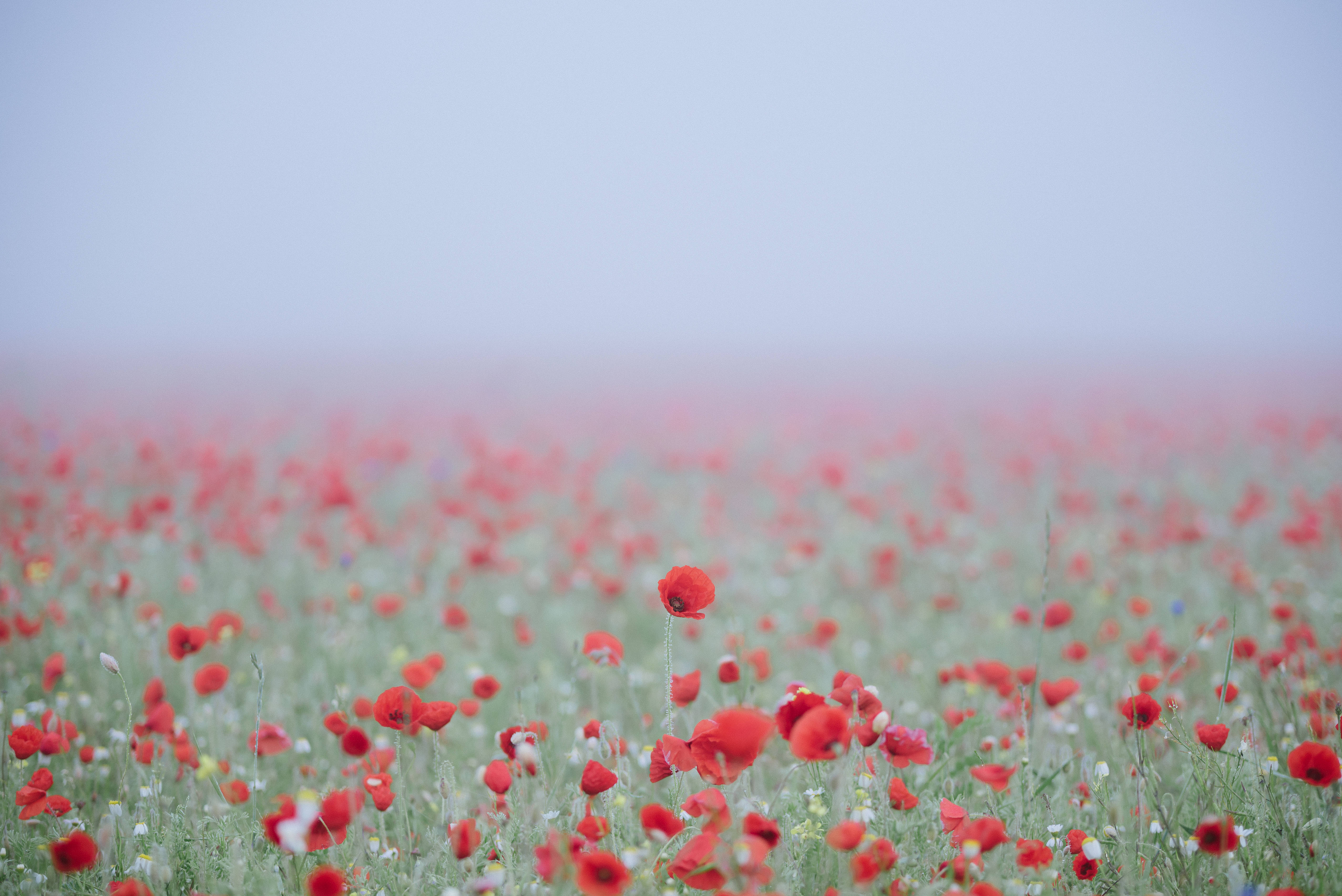 red poppies, misty field, soft morning light, 5K Desktop Wallpaper