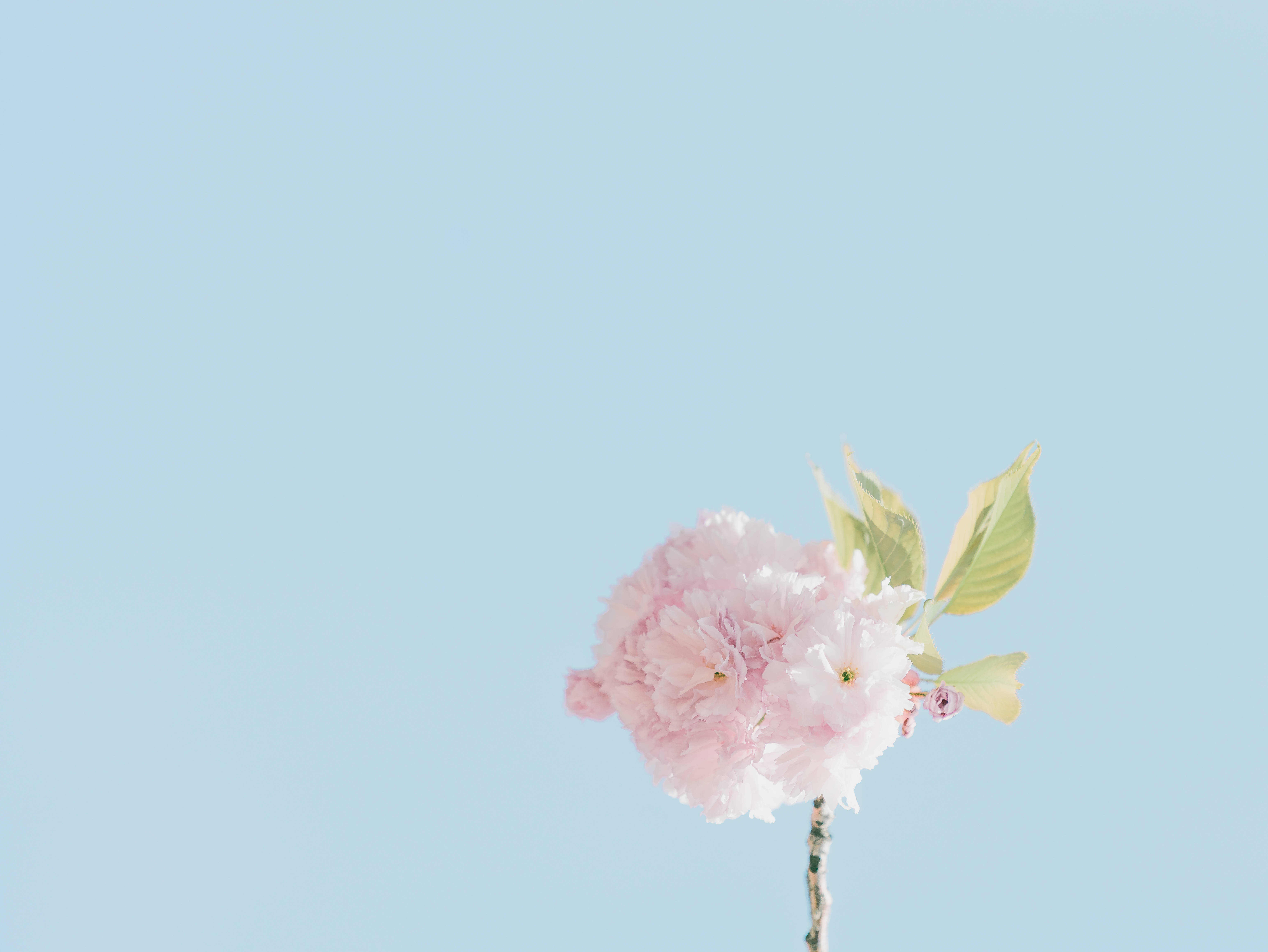 pink petaled flower, pink cherry blossom, green leaves, 5K Desktop Wallpaper