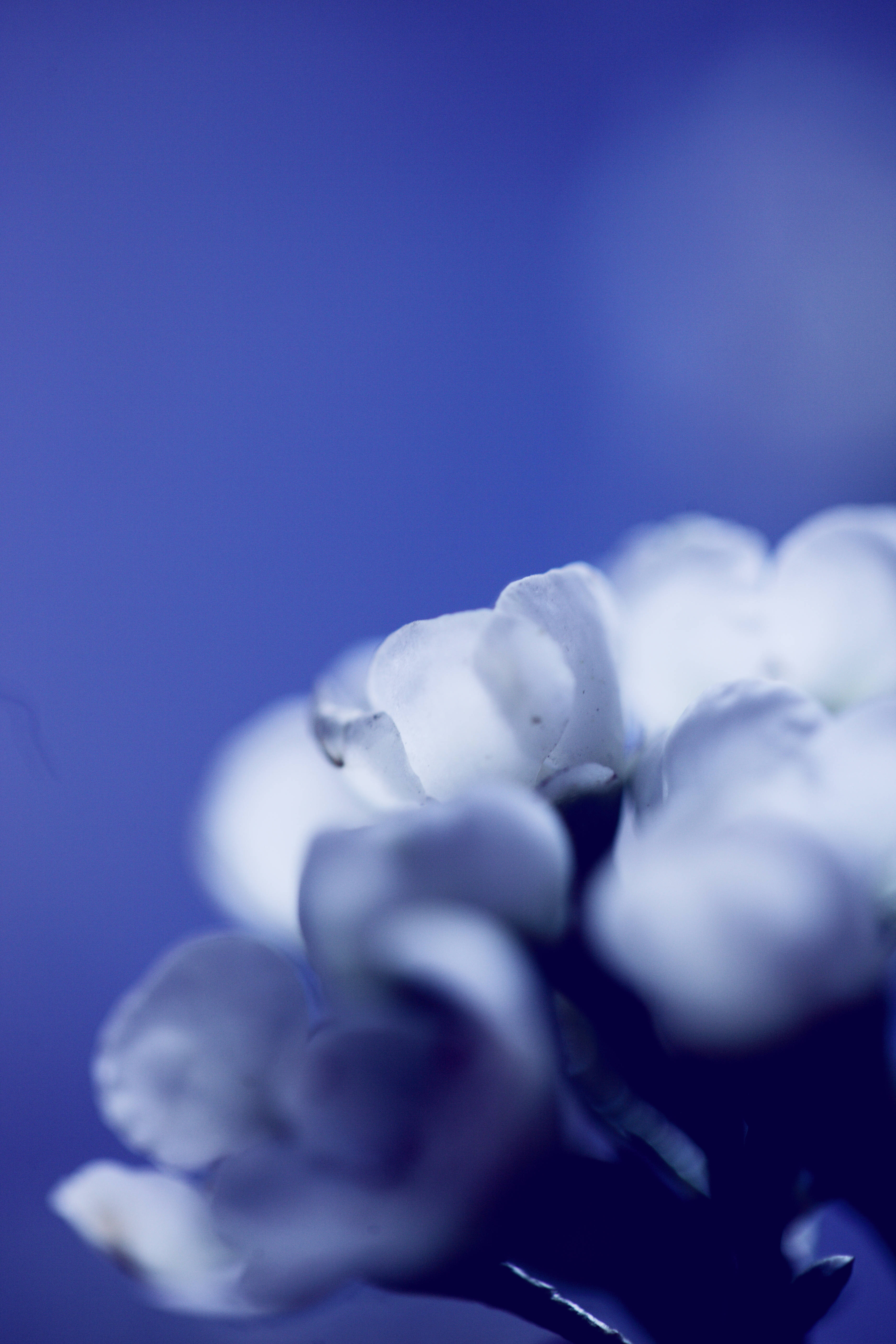white petal flower, soft white flowers, deep blue gradient background, 5K Phone Wallpaper