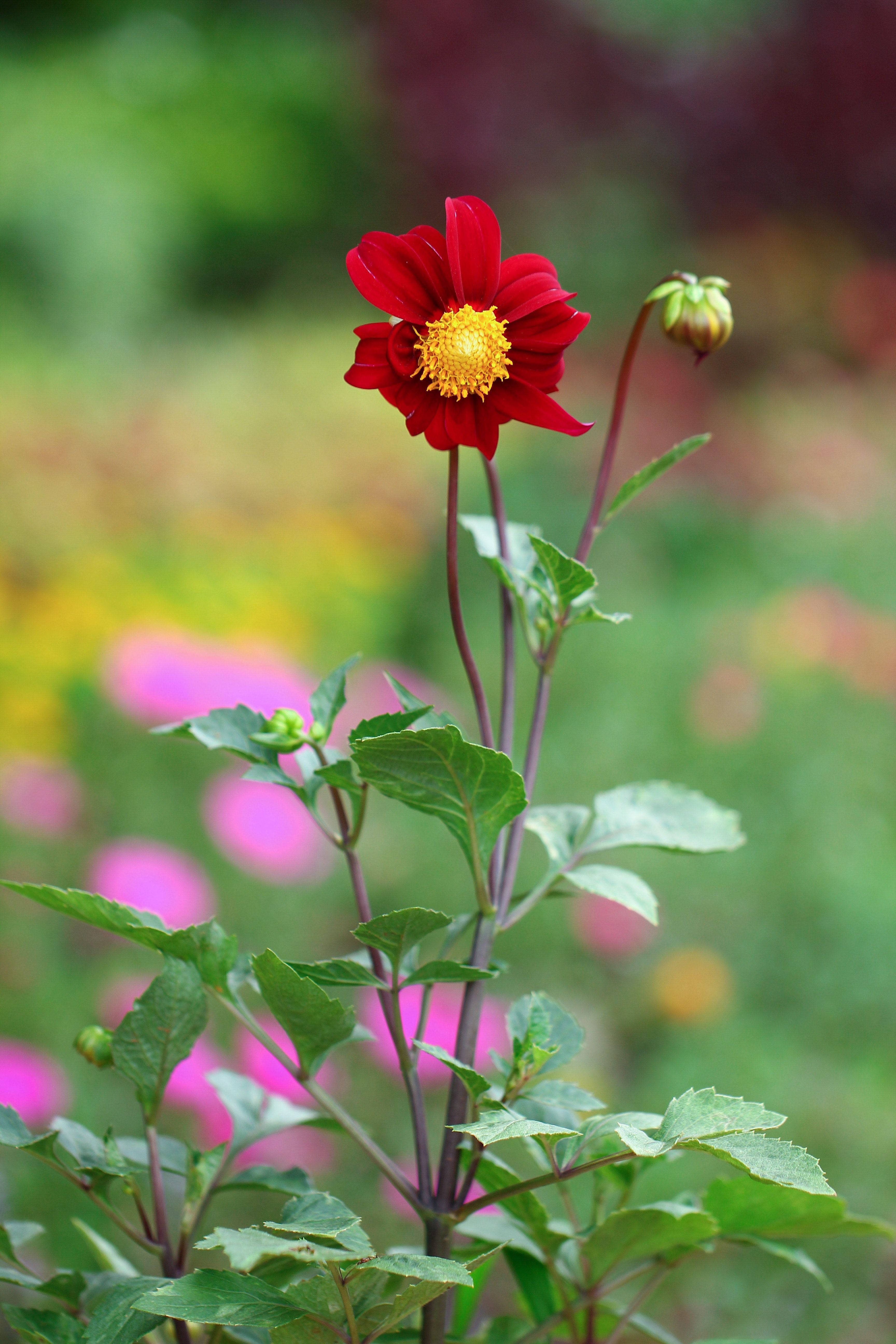 red dahlia, golden center, lush green leaves, 5K Phone Wallpaper