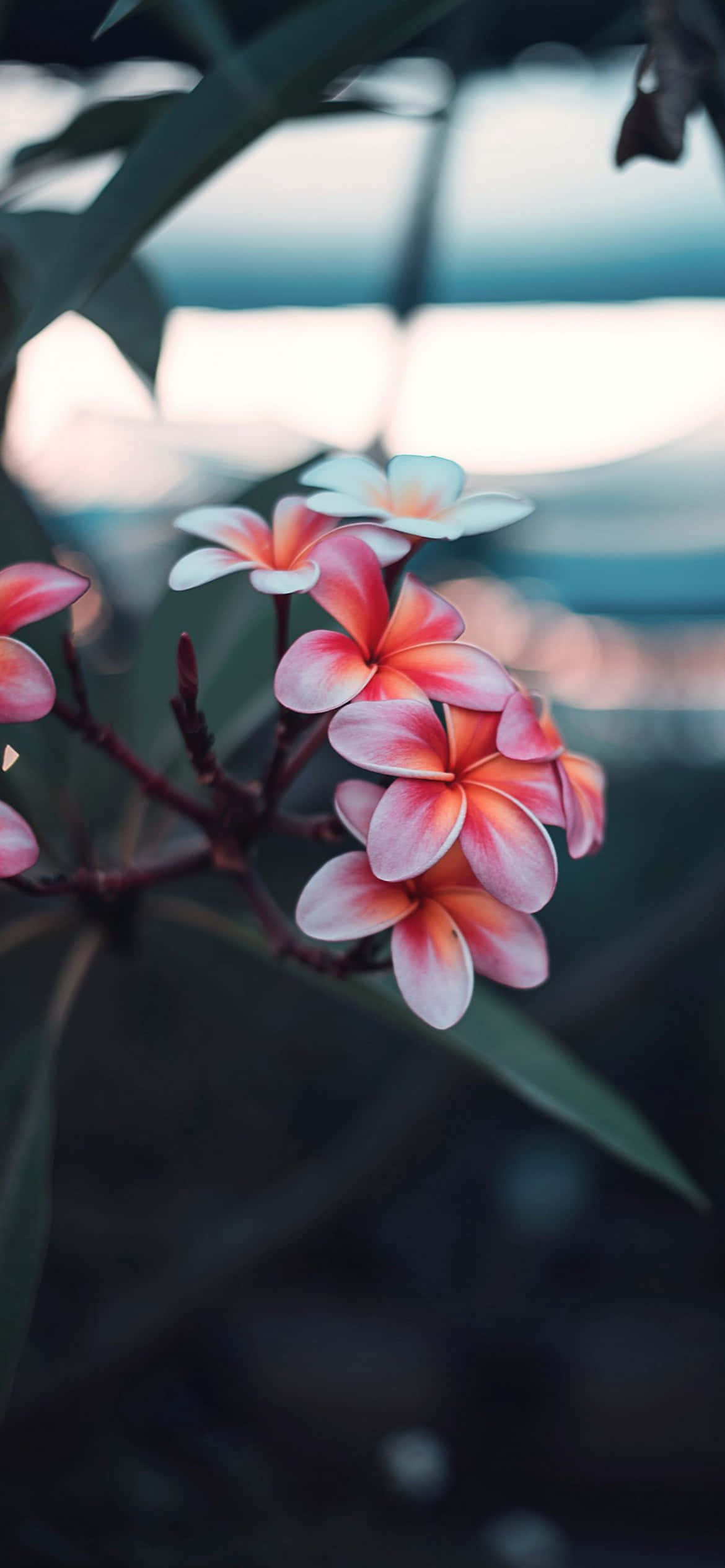 plumeria, pink, white, Full HD Phone Wallpaper