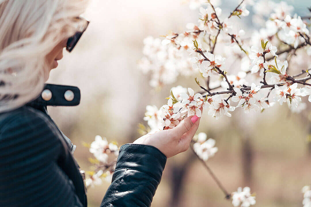 almond tree, white blossoms, black leather jacket, SD Desktop Wallpaper