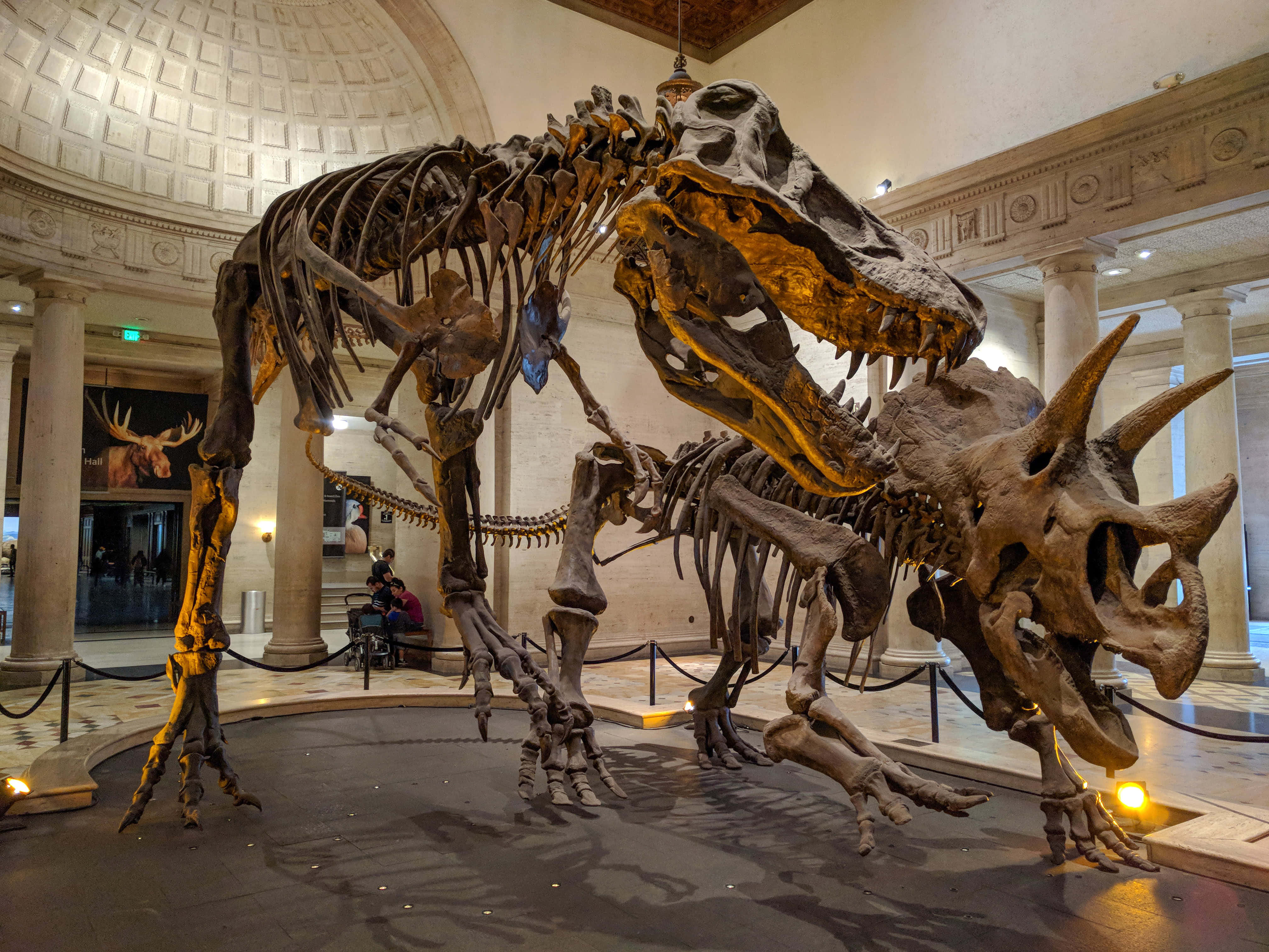 dinosaur skeletons, t rex skeleton, triceratops skeleton, 4K Desktop Wallpaper