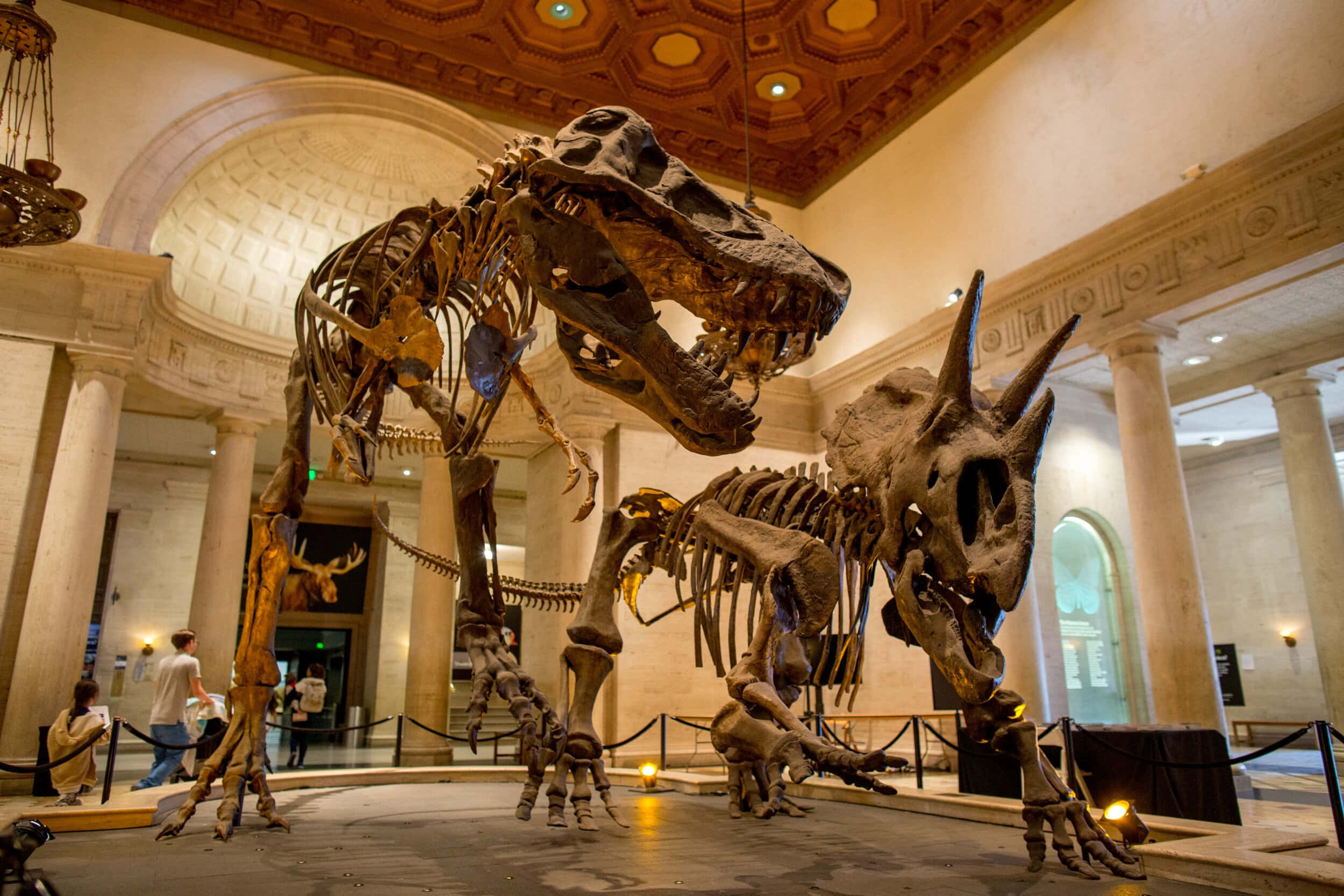 dinosaur skeletons, Natural History Museum L A, museum hall, Full HD Desktop Wallpaper