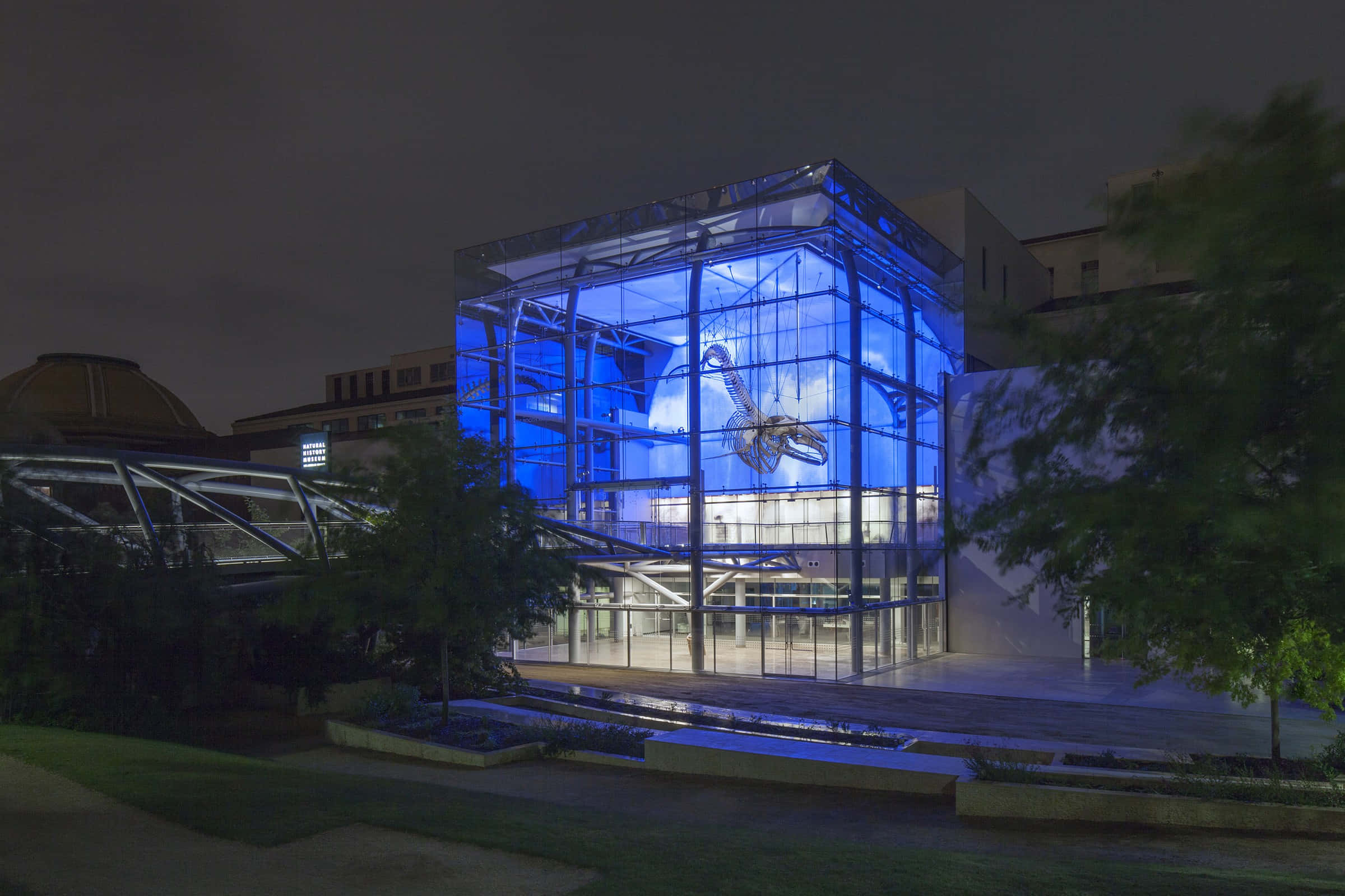 Natural History Museum Of Los Angeles, dinosaur skeleton, blue light, Full HD Desktop Wallpaper